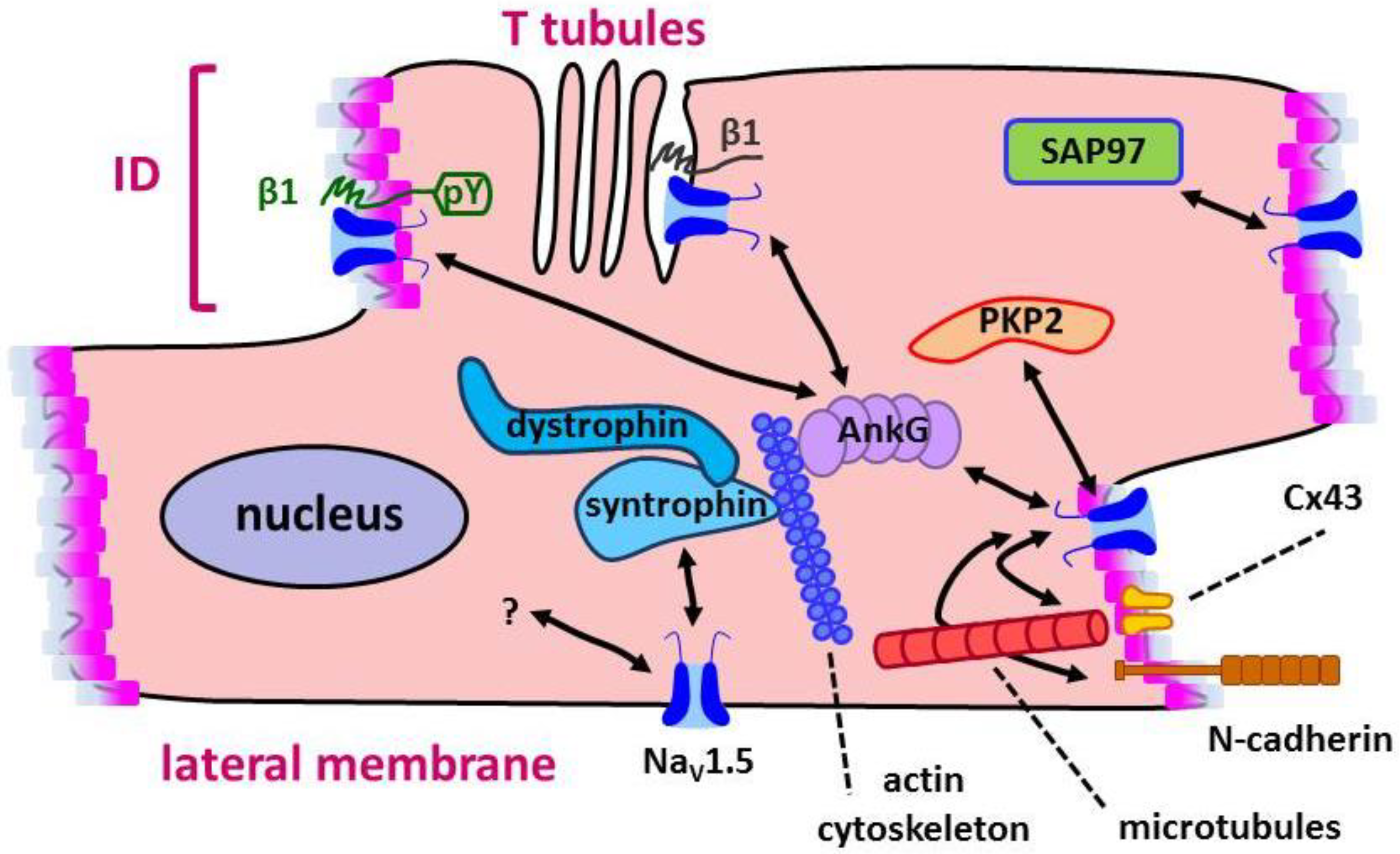 Biomolecules 09 00604 g003 Biomolecules 09 00604 g003