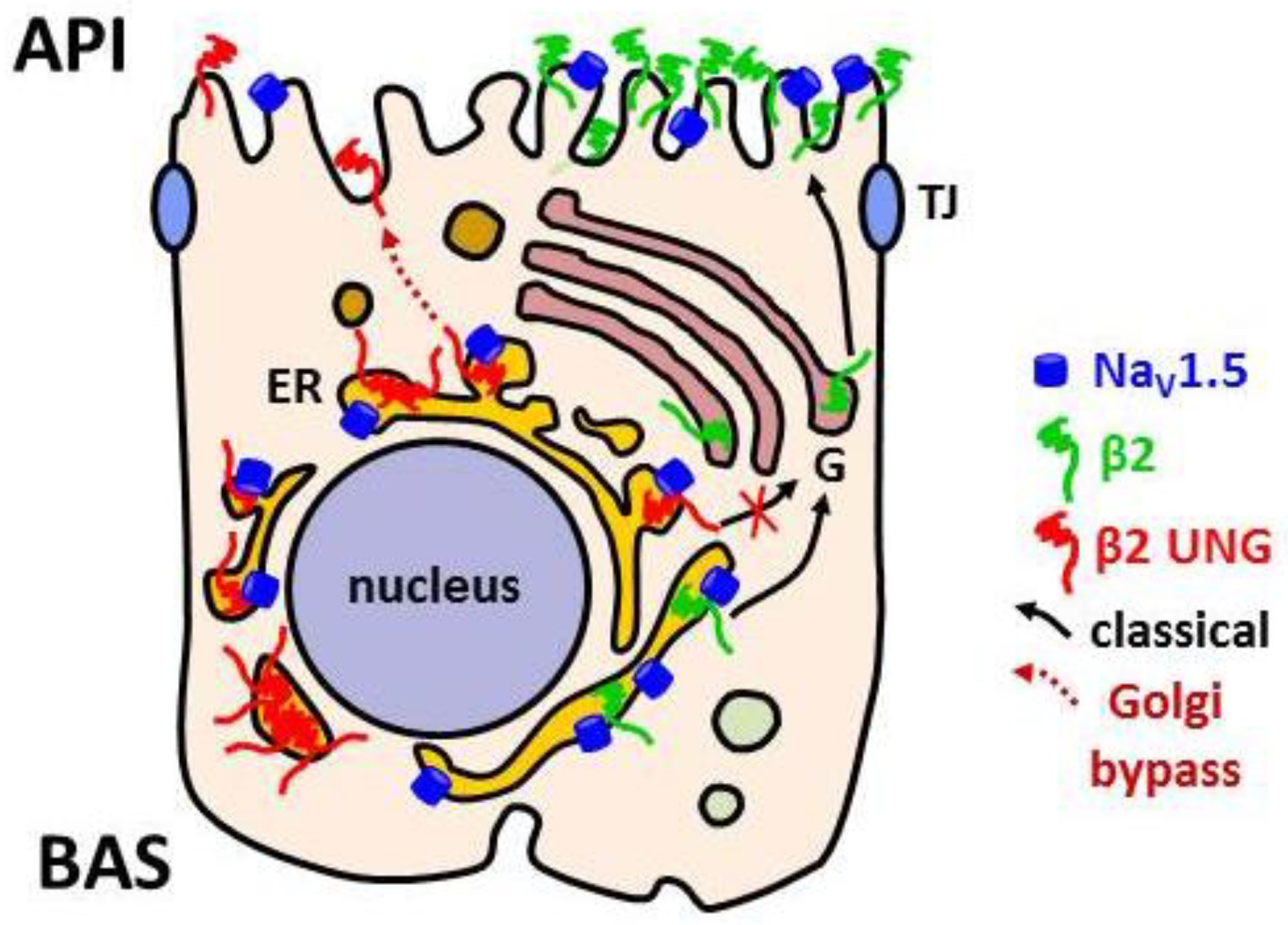 Biomolecules 09 00604 g005 Biomolecules 09 00604 g005