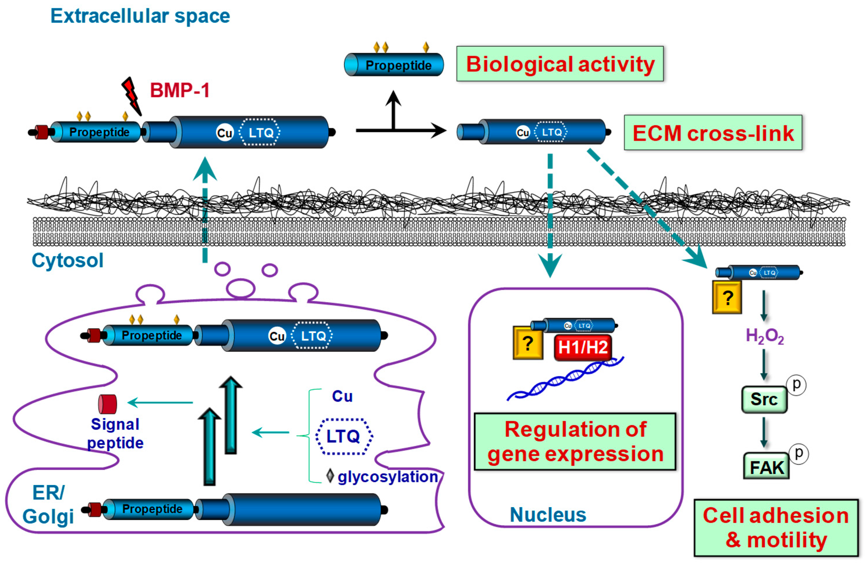 Biomolecules 09 00610 g002 Biomolecules 09 00610 g002