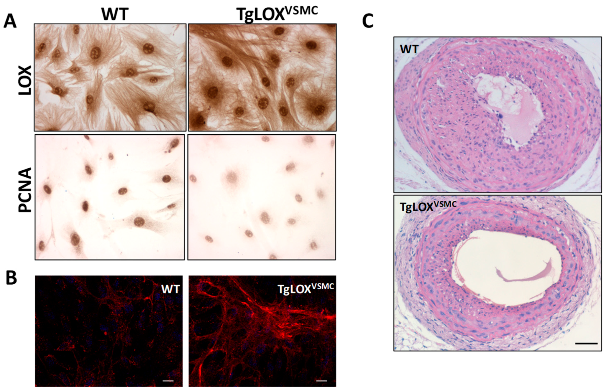 Biomolecules 09 00610 g005 Biomolecules 09 00610 g005