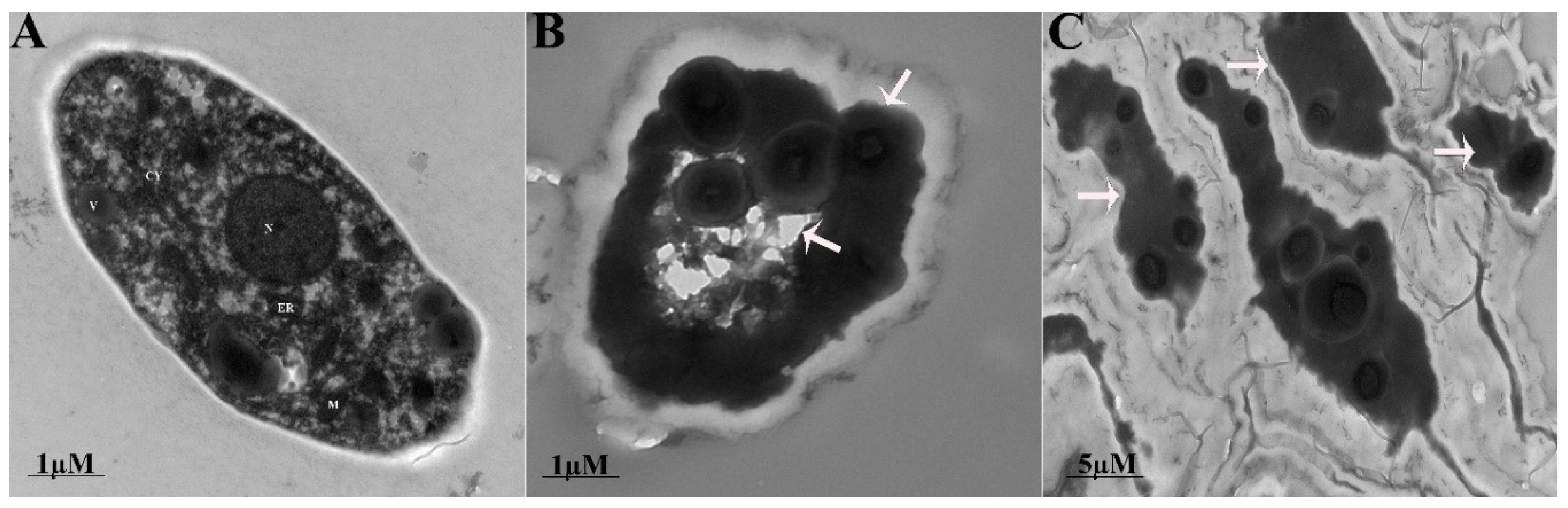 Biomolecules 09 00613 g005 Biomolecules 09 00613 g005