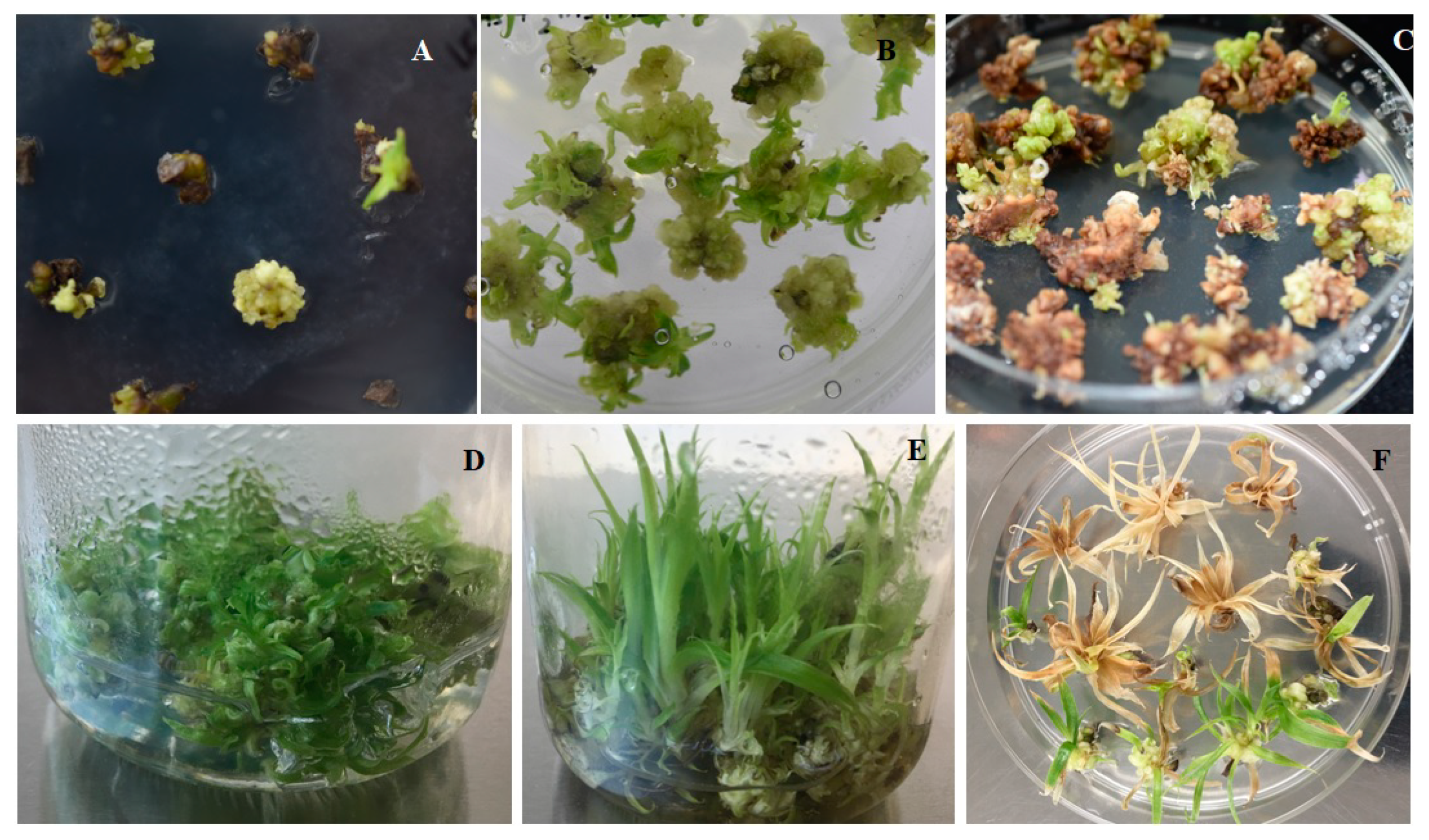 Biomolecules 09 00617 g004 Biomolecules 09 00617 g004