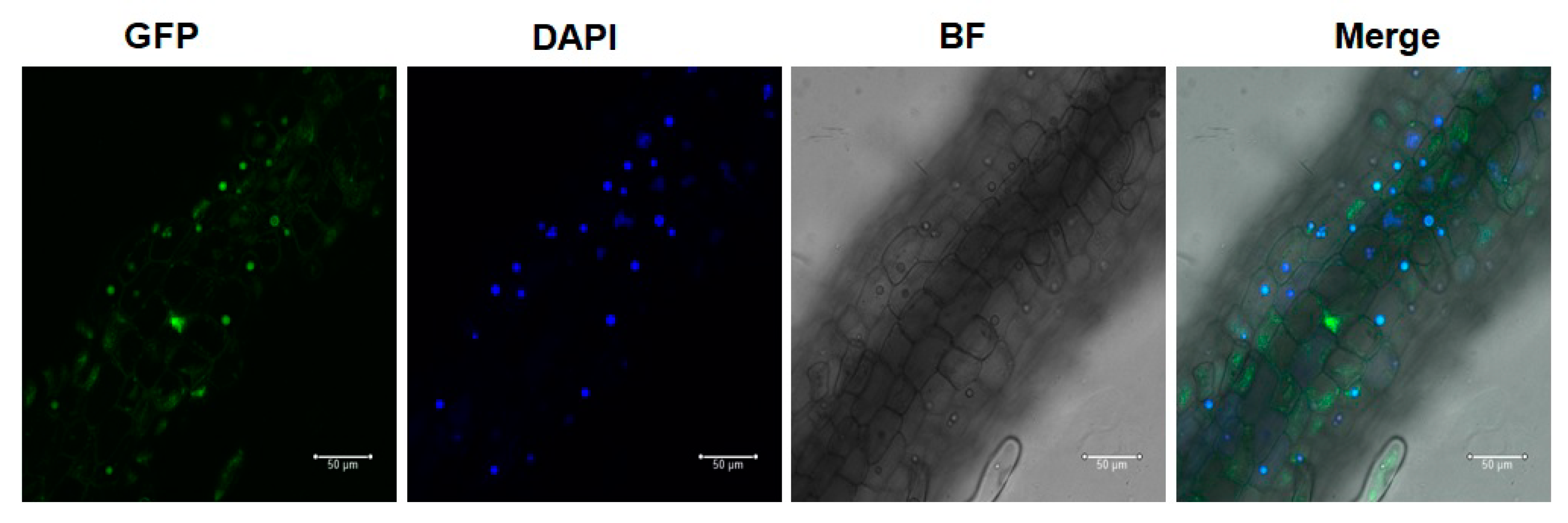 Biomolecules 09 00617 g007 Biomolecules 09 00617 g007