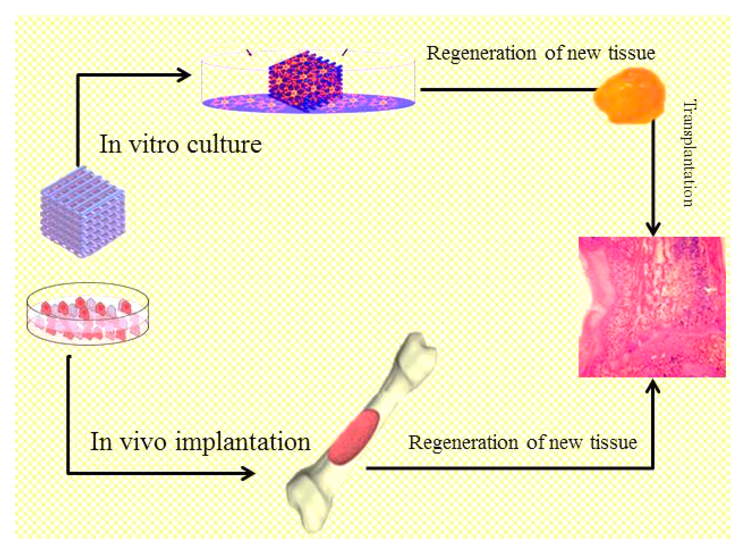 In vivo и in vitro что это такое. Культуры клеток in vivo, in vitro. In vivo in vitro аминокислоты. Реакция нейтрализации in vivo, in vitro,.