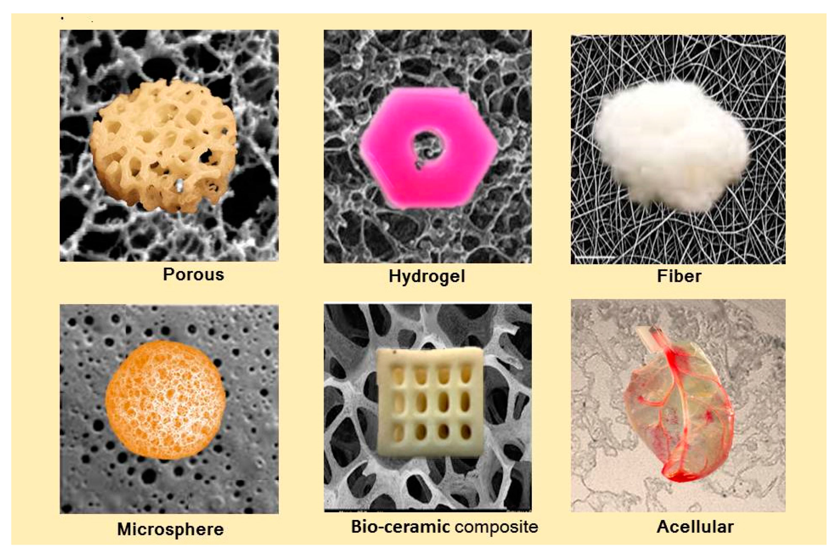 Biomolecules 09 00619 g003