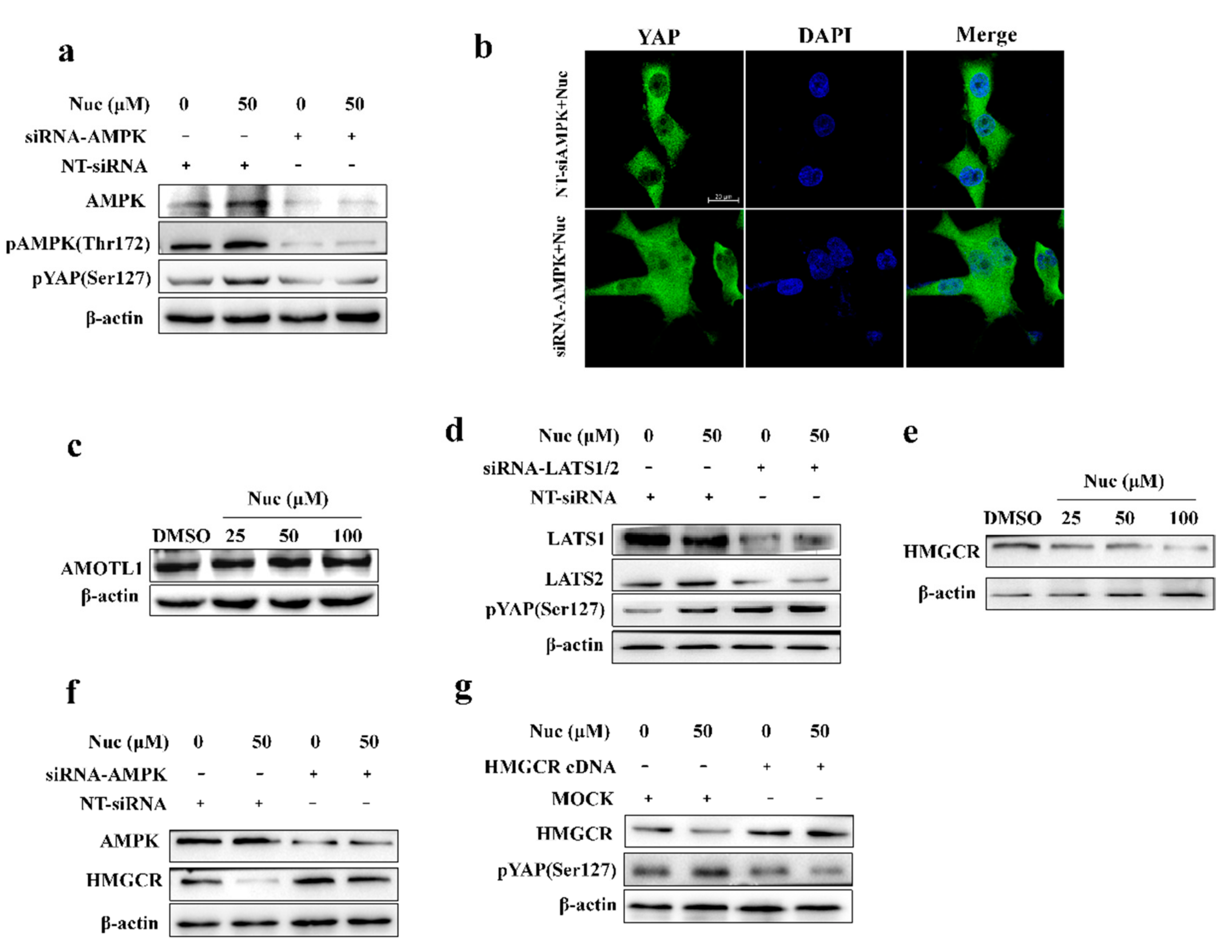 Biomolecules 09 00620 g004