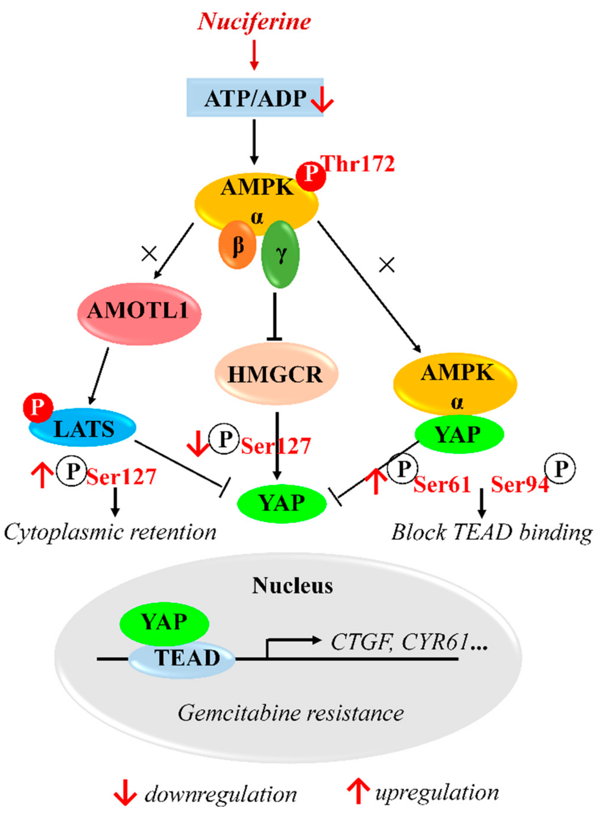 Biomolecules 09 00620 g007