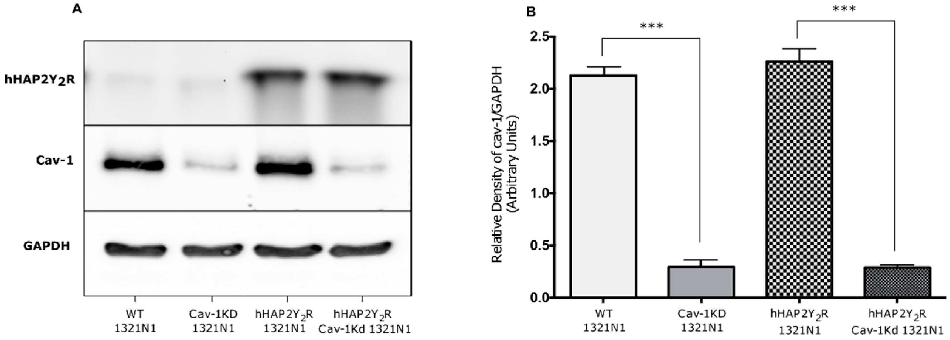 Biomolecules 09 00622 g001