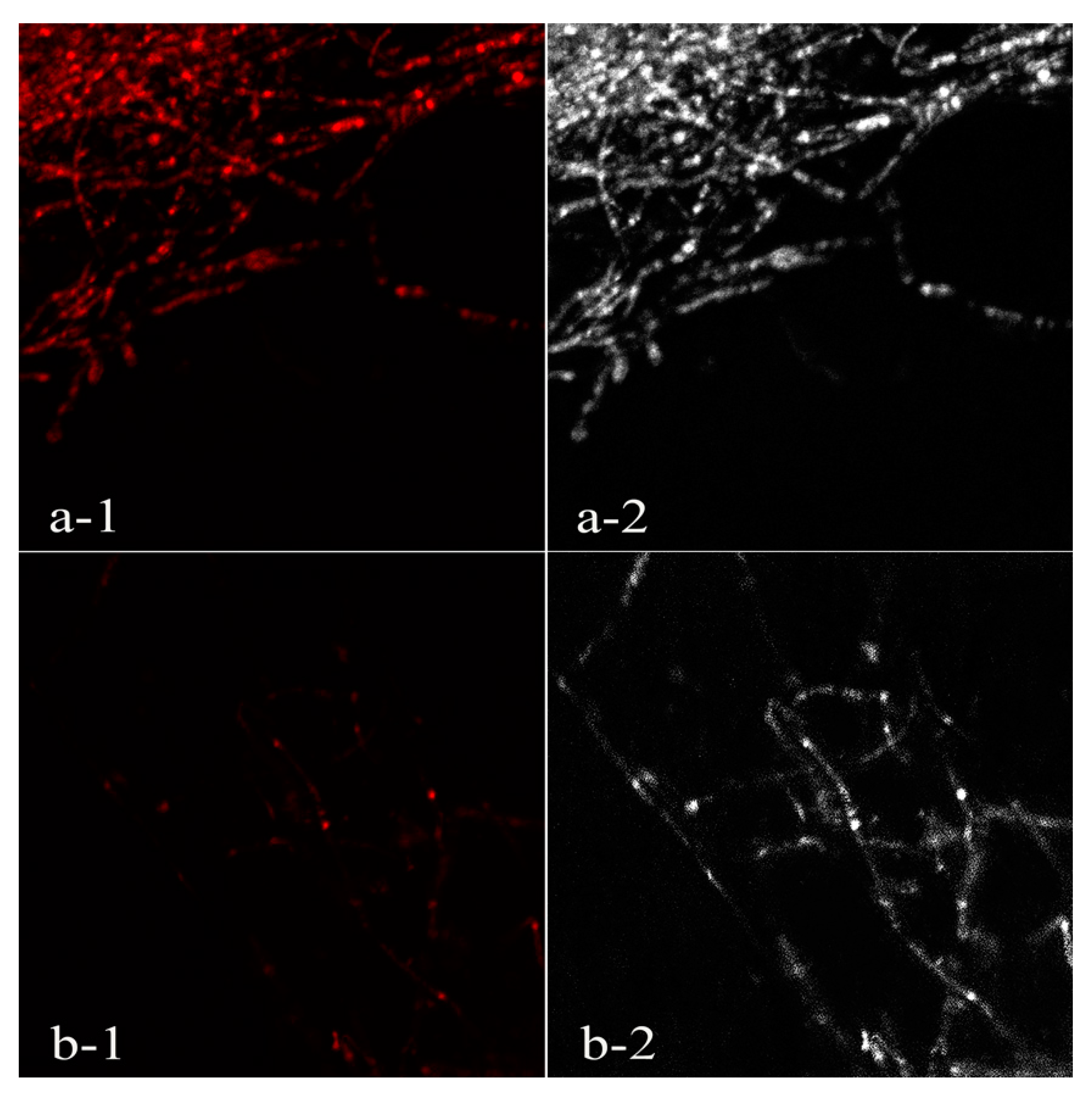 Biomolecules 09 00632 g004