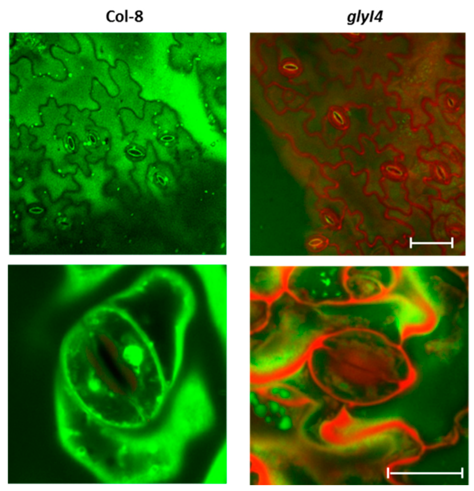 Biomolecules 09 00635 g006 Biomolecules 09 00635 g006