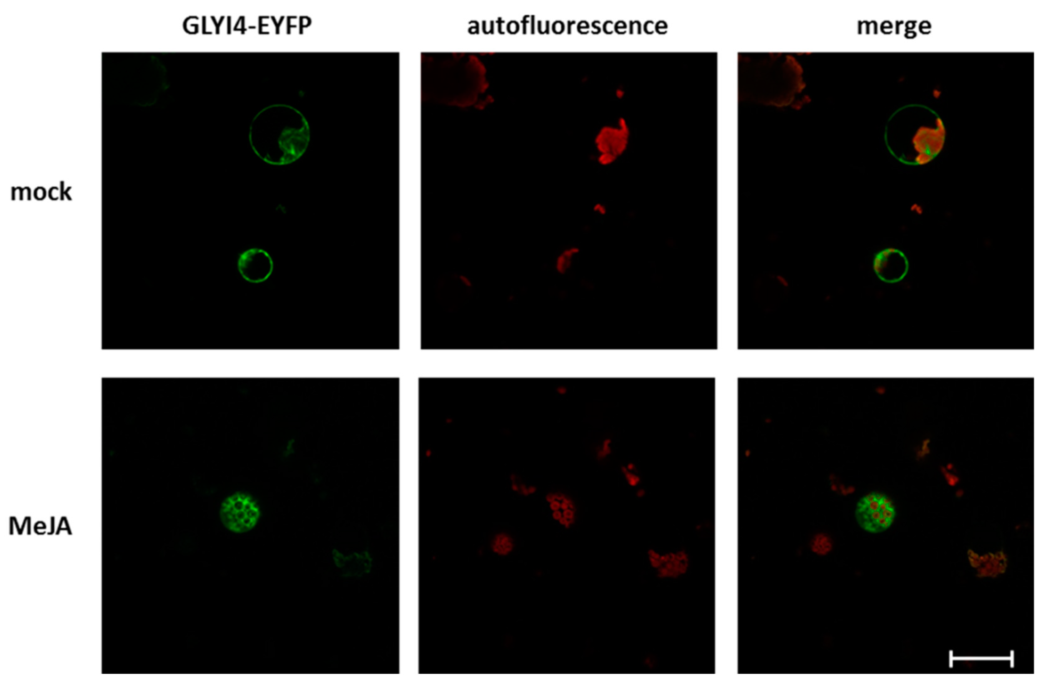 Biomolecules 09 00635 g009 Biomolecules 09 00635 g009