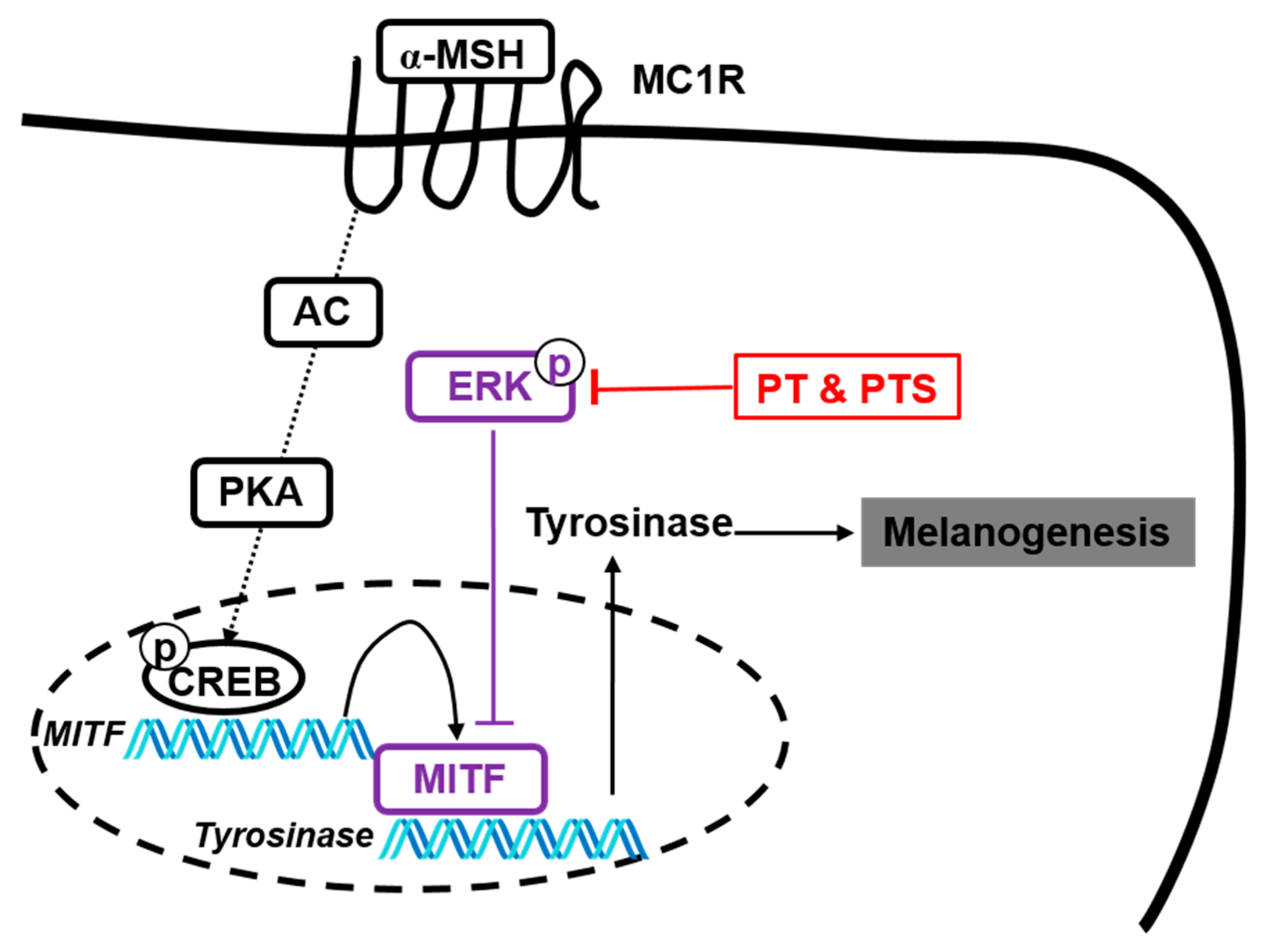 Biomolecules 09 00645 g008 Biomolecules 09 00645 g008