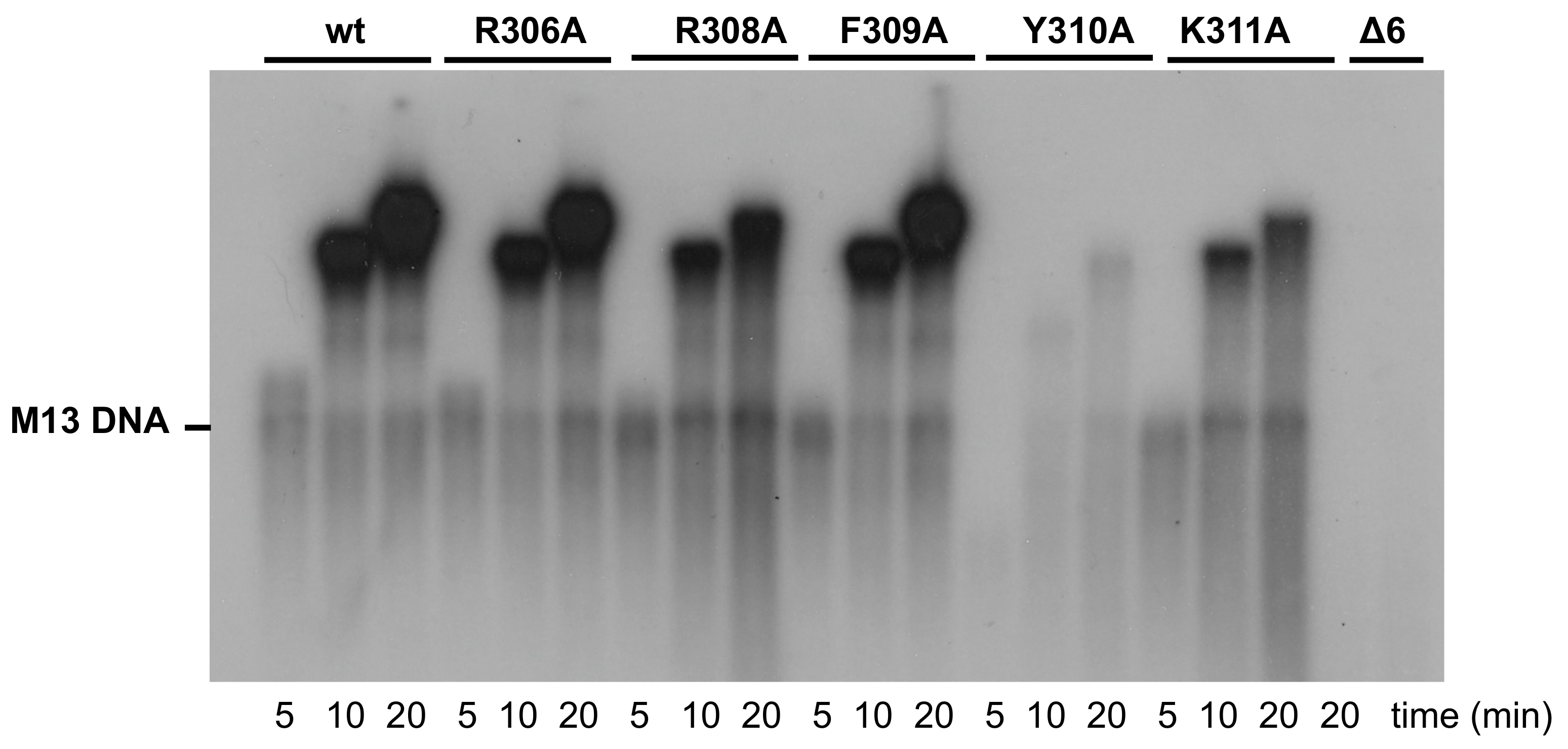 Biomolecules 09 00648 g005
