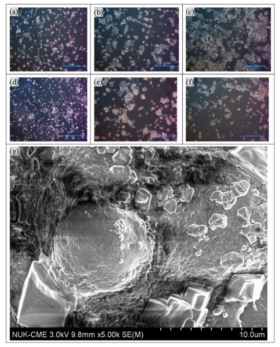 Biomolecules 09 00651 g004