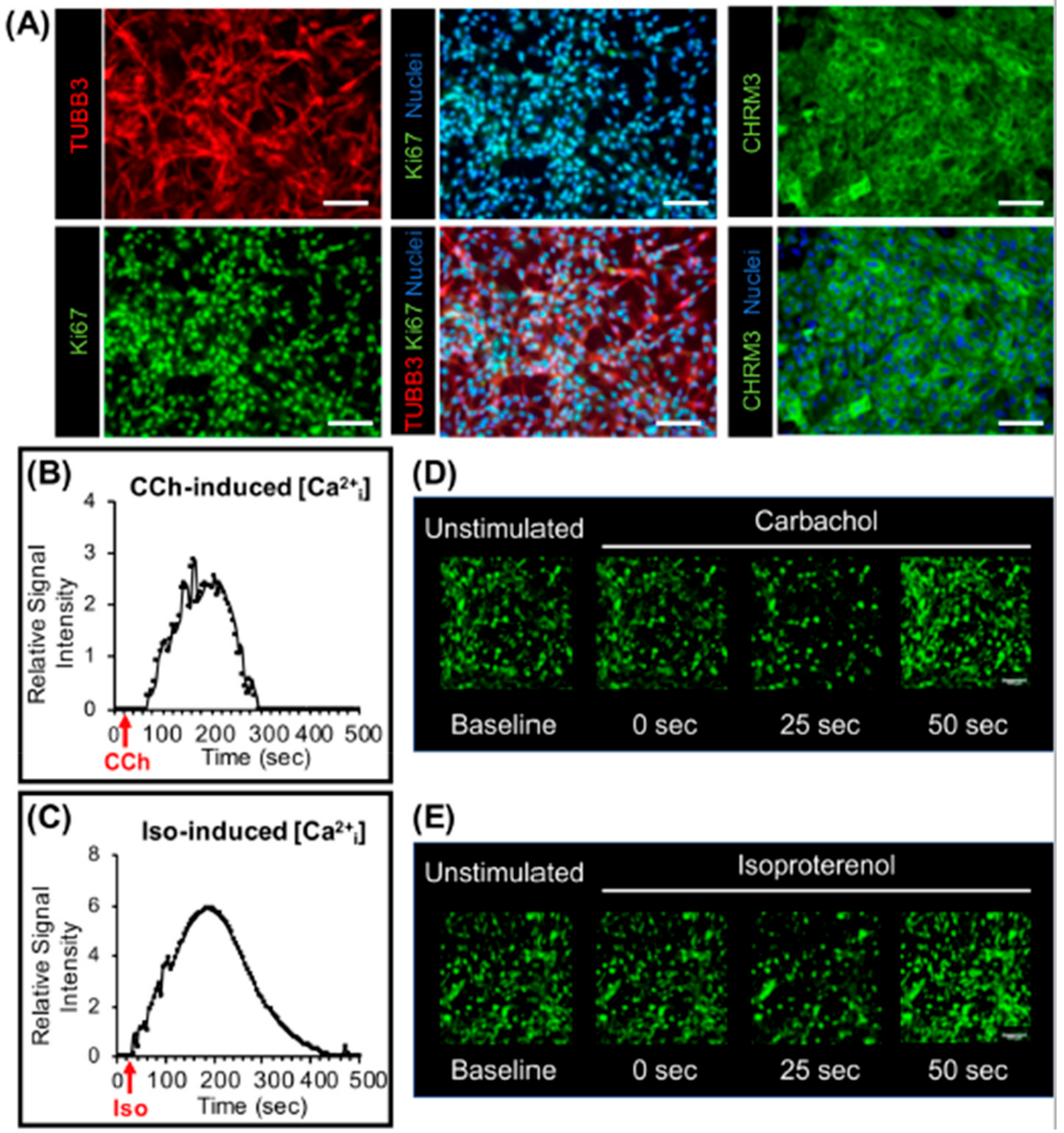 Biomolecules 09 00657 g005 Biomolecules 09 00657 g005