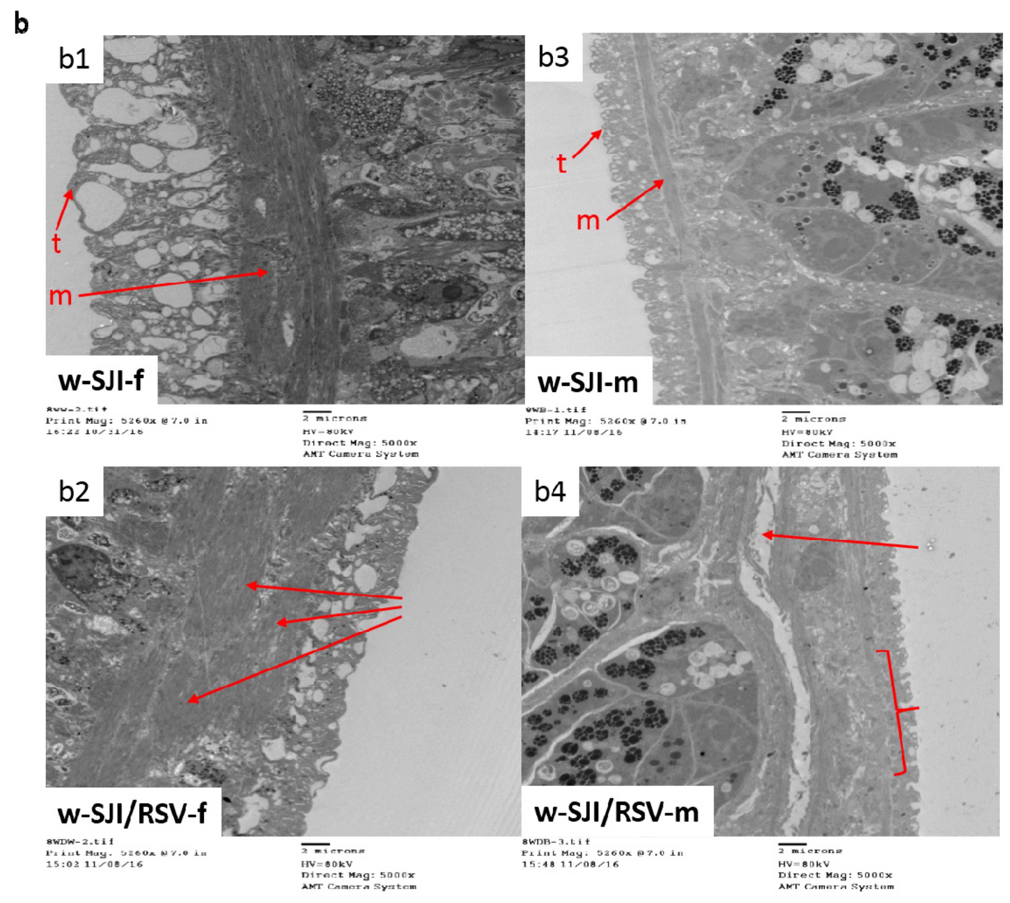 Biomolecules 09 00658 g006b