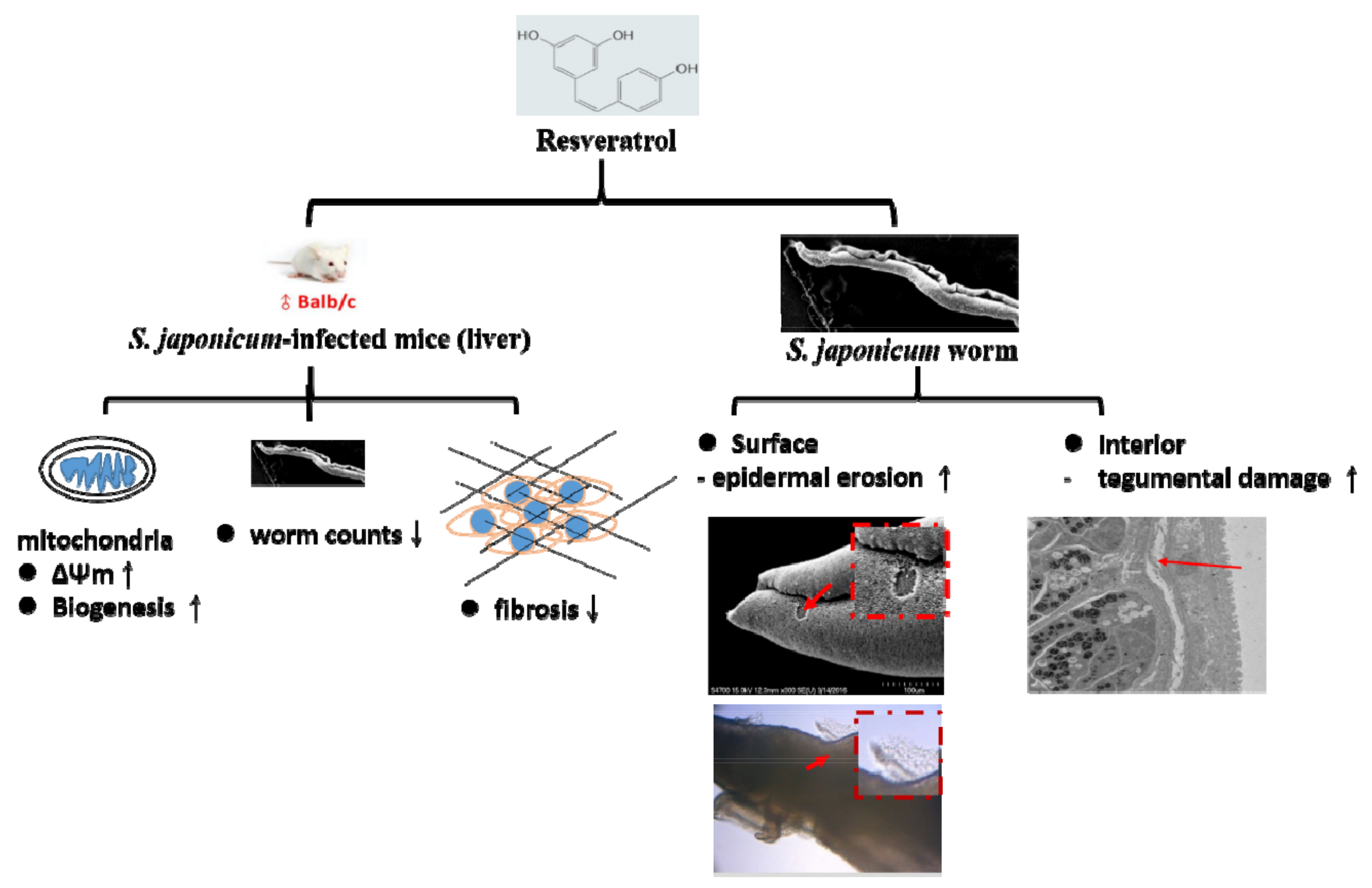 Biomolecules 09 00658 g008