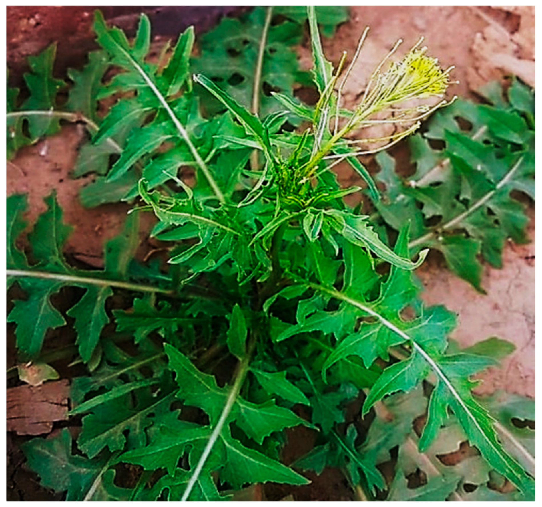 Biomolecules 09 00662 g001 Biomolecules 09 00662 g001