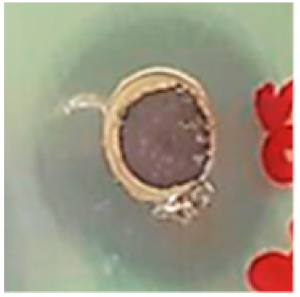 Biomolecules 09 00662 i004 Biomolecules 09 00662 i004