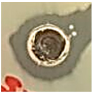 Biomolecules 09 00662 i008 Biomolecules 09 00662 i008