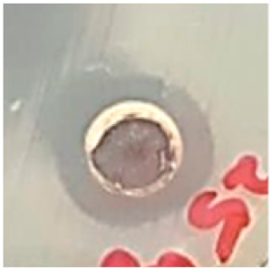 Biomolecules 09 00662 i015 Biomolecules 09 00662 i015