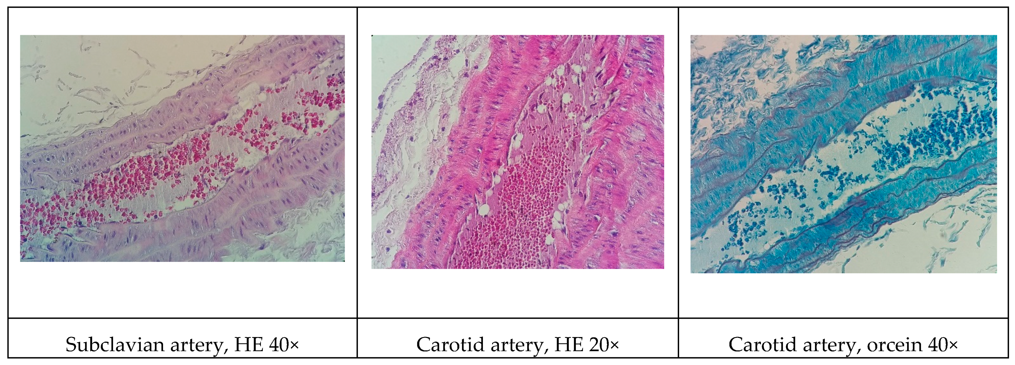 Biomolecules 09 00664 g003b