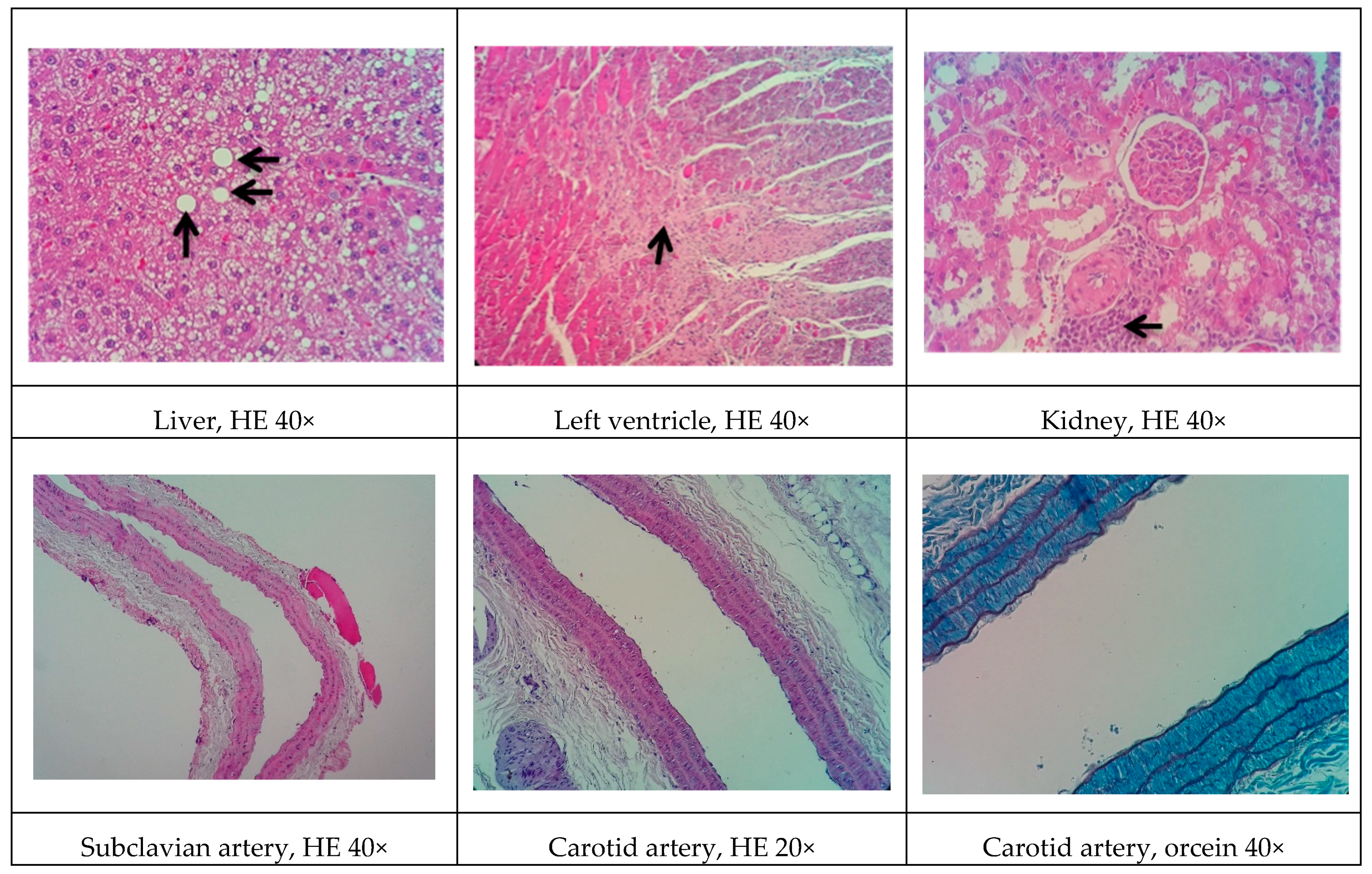 Biomolecules 09 00664 g004