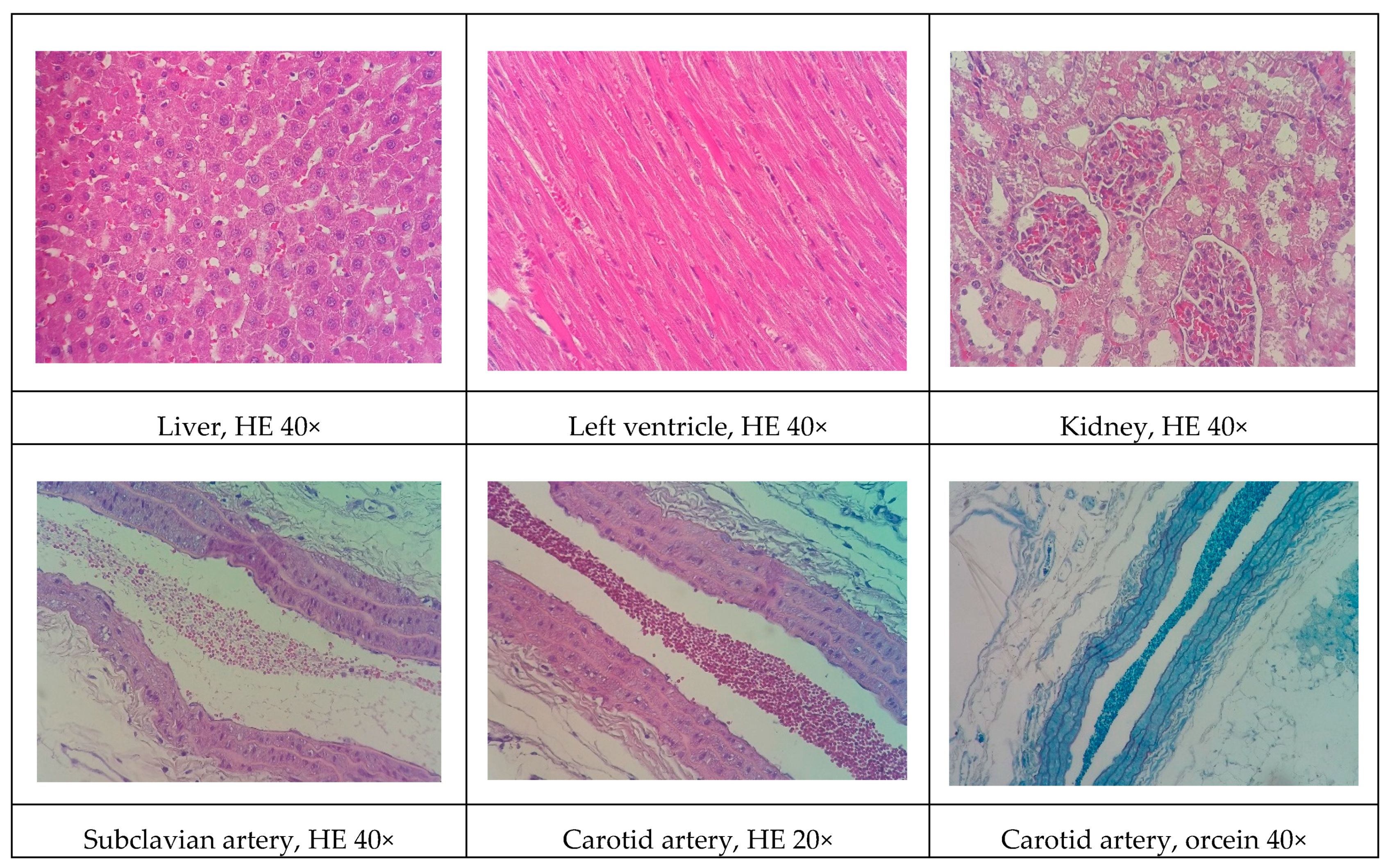 Biomolecules 09 00664 g005