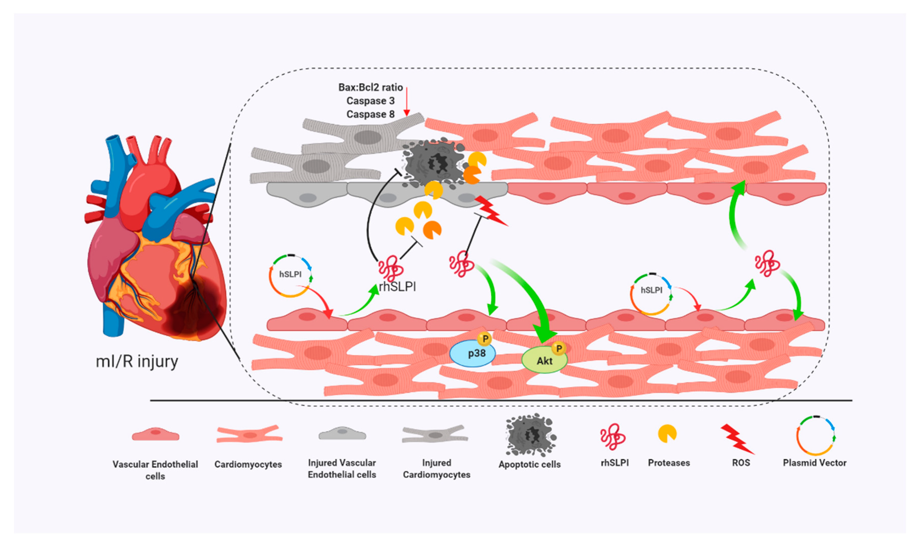 Biomolecules 09 00678 g009