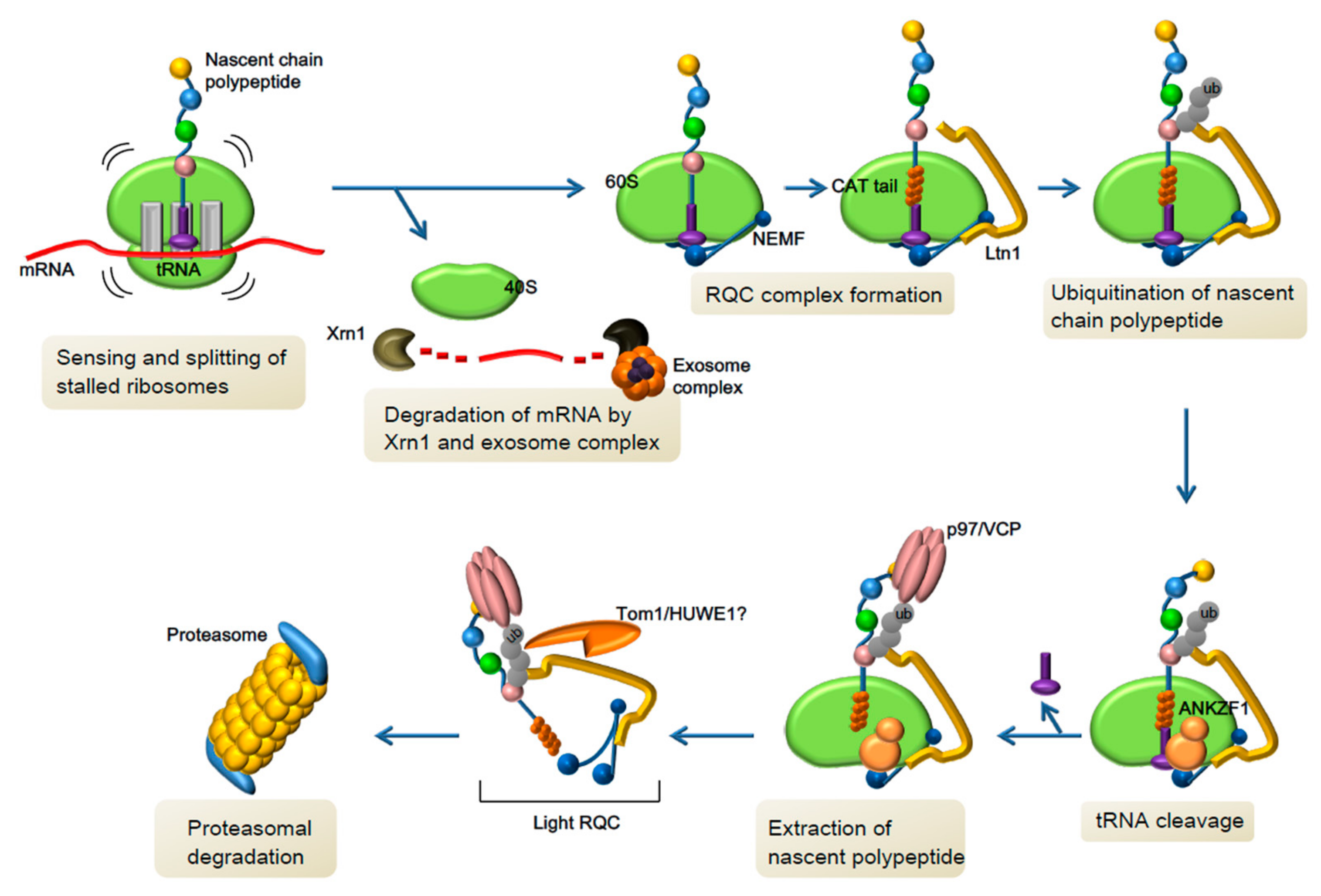 Biomolecules 09 00680 g003 Biomolecules 09 00680 g003