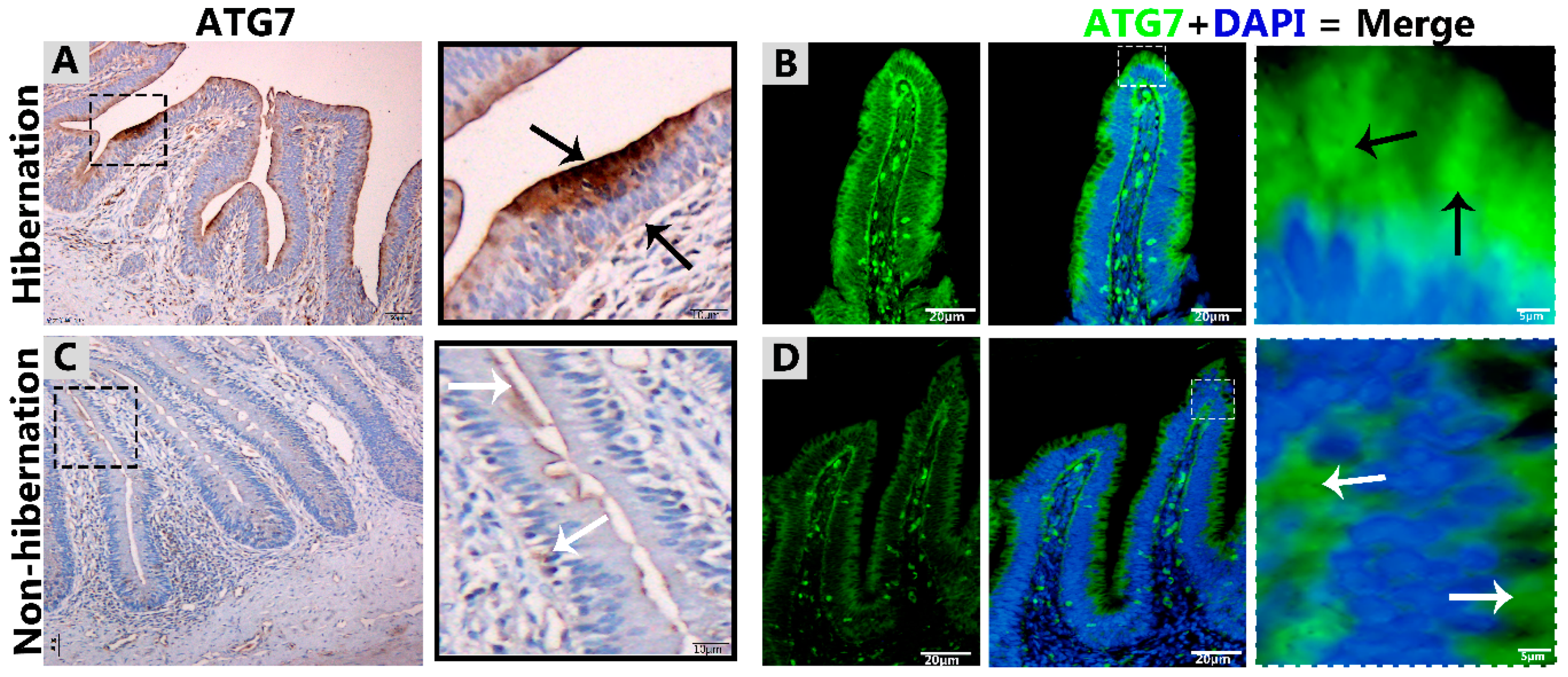 Biomolecules 09 00682 g001 Biomolecules 09 00682 g001