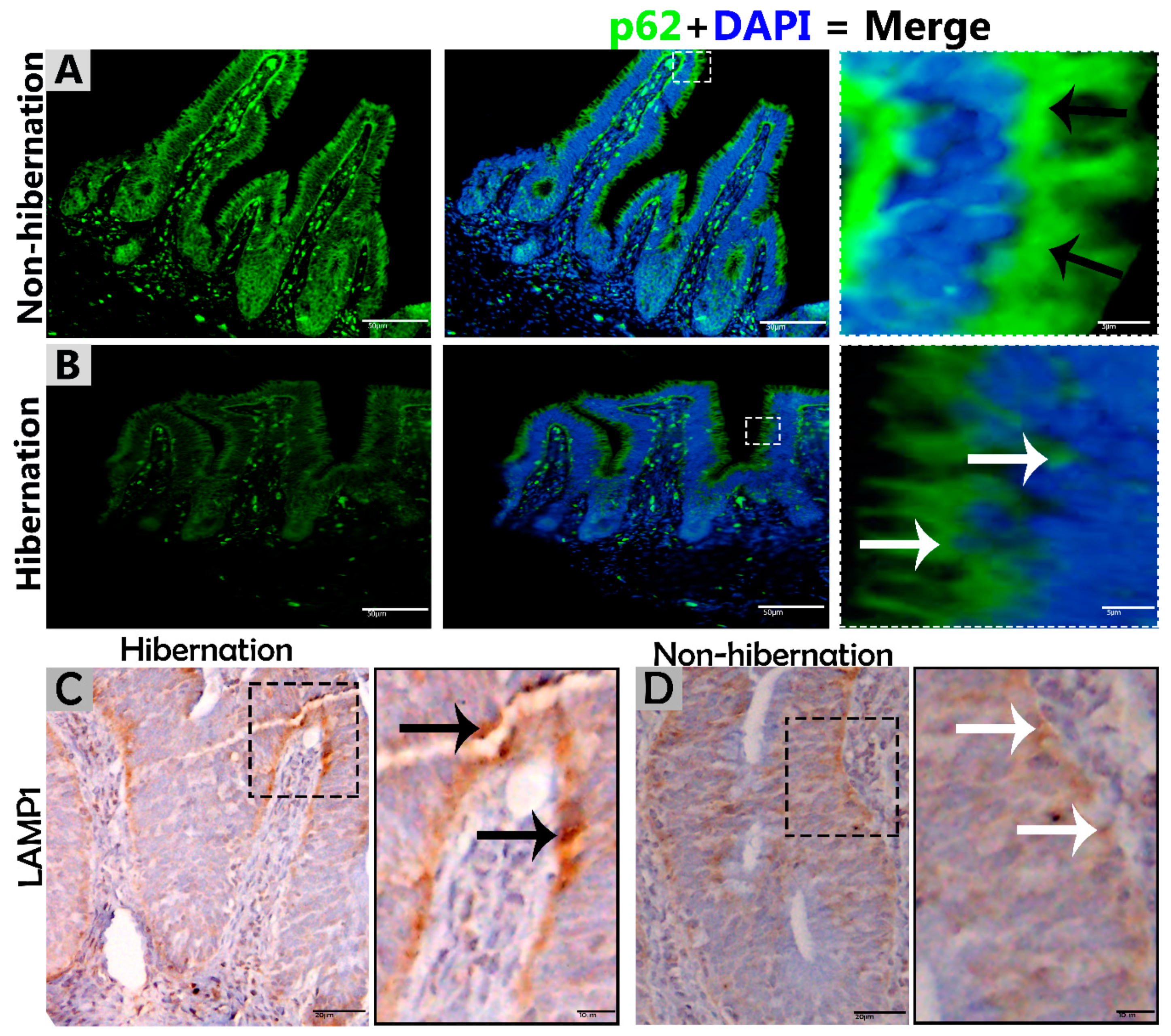 Biomolecules 09 00682 g003 Biomolecules 09 00682 g003