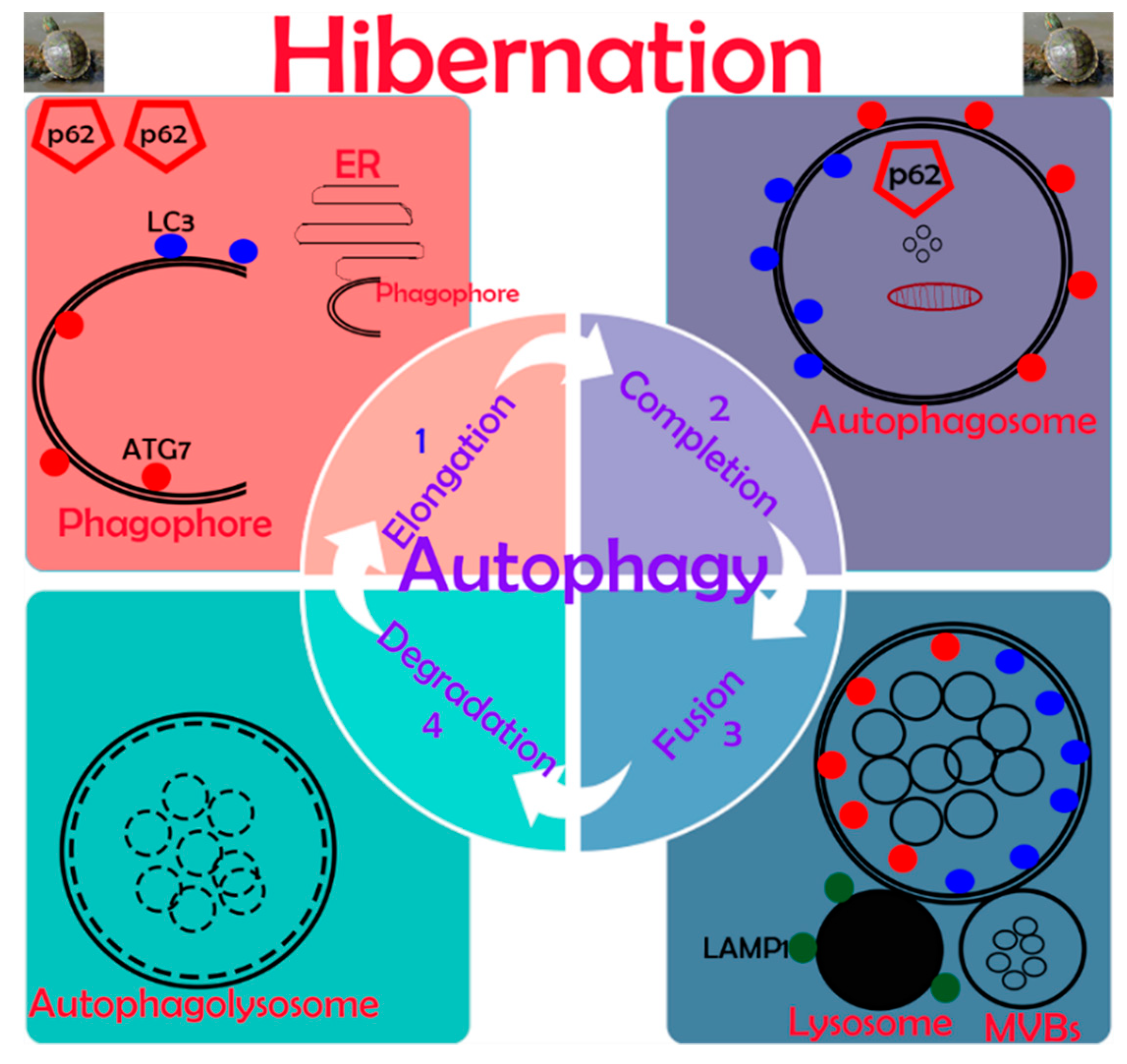 biomolecules free full text in vivo autophagy up regulation of small intestine enterocytes in chinese soft shelled turtles during hibernation html