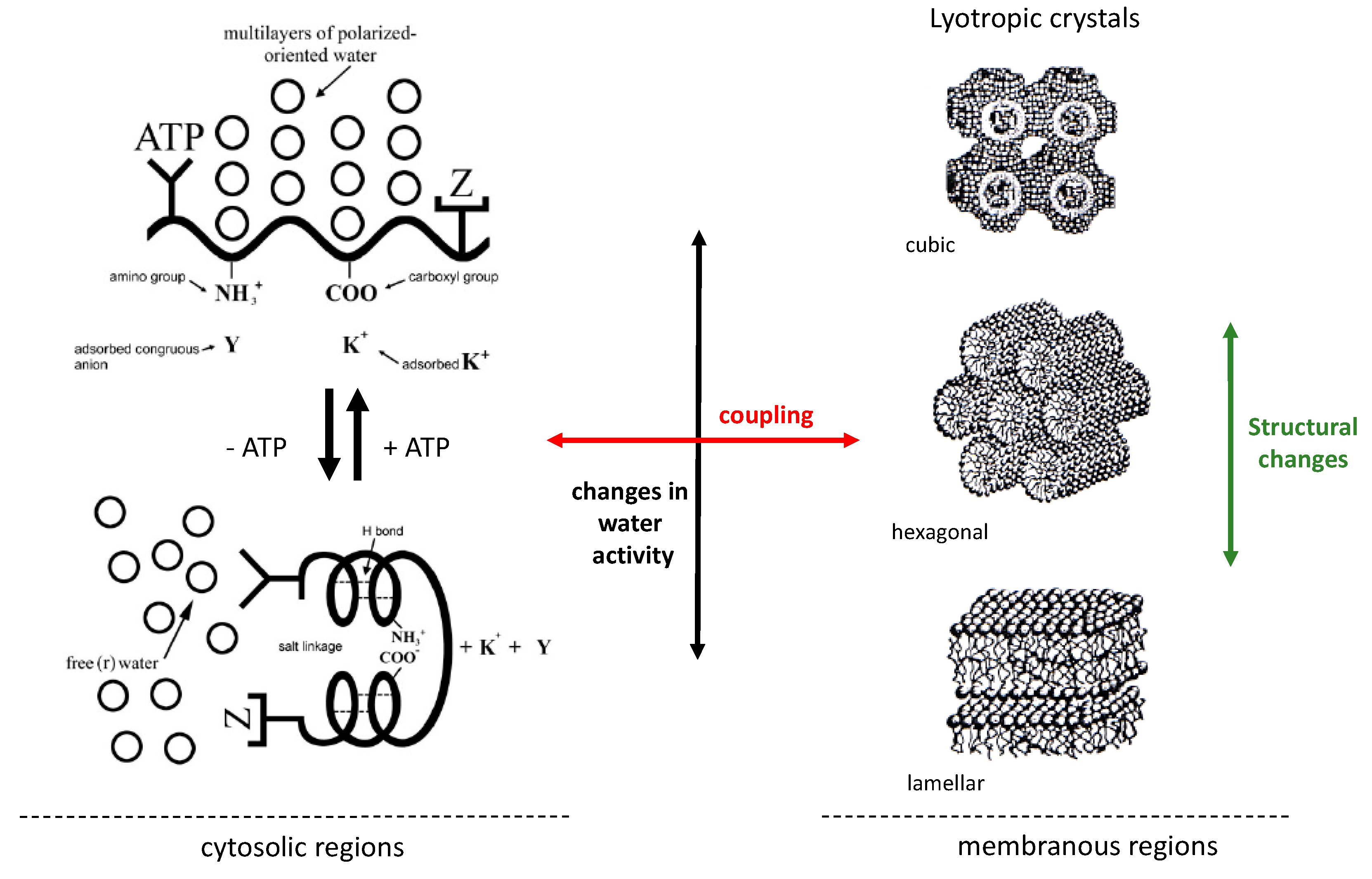 Biomolecules 09 00687 g004