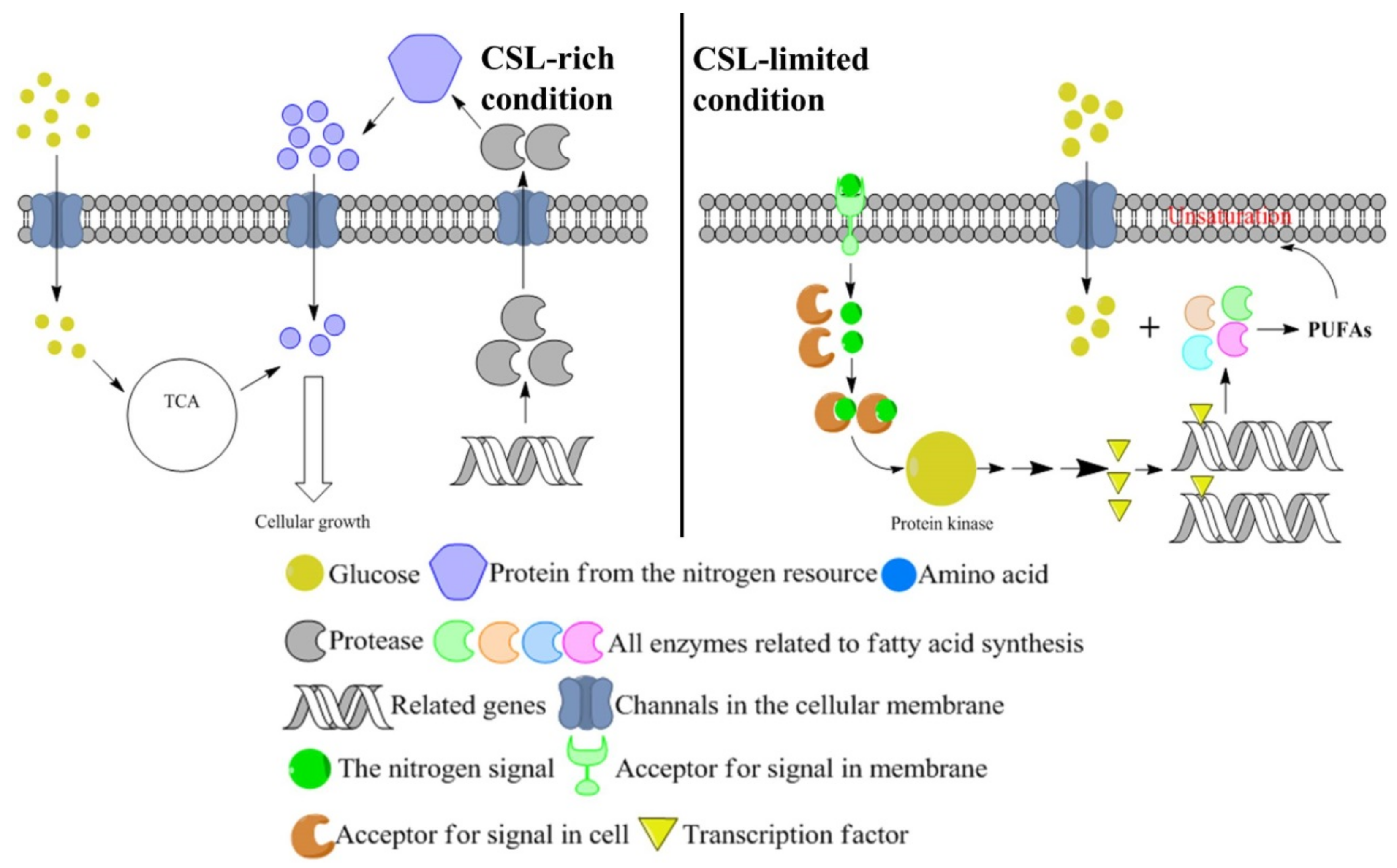 Biomolecules 09 00695 g006