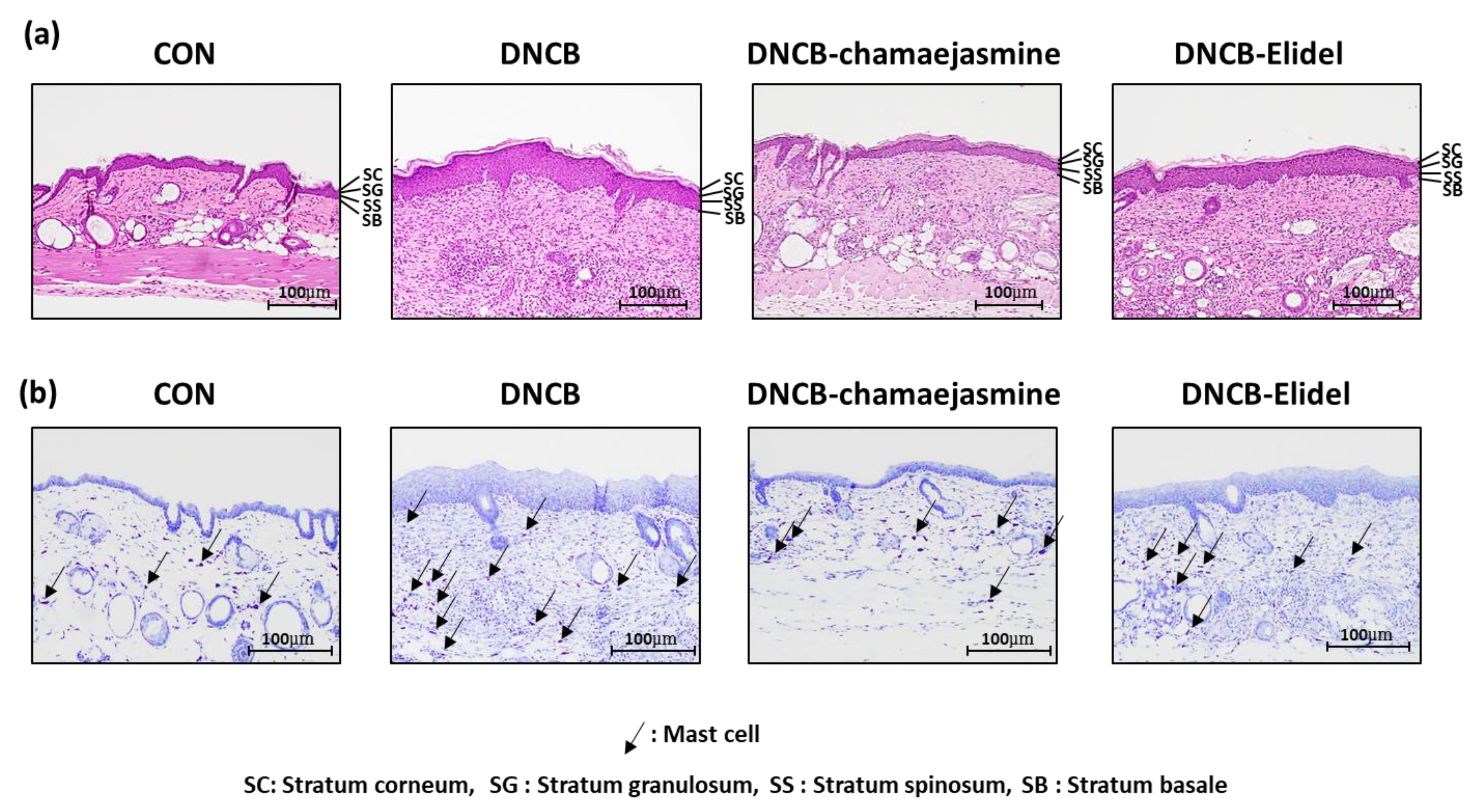 Biomolecules 09 00697 g005a Biomolecules 09 00697 g005a