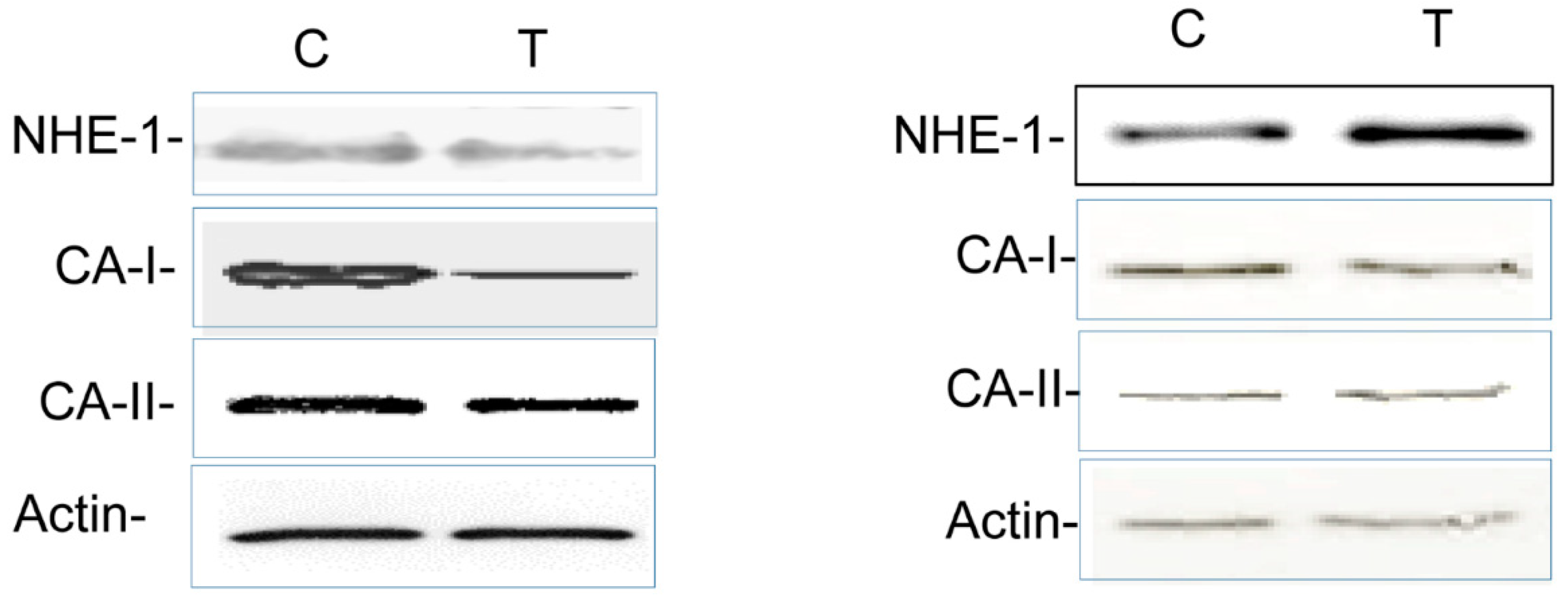 Biomolecules 09 00700 g006 Biomolecules 09 00700 g006