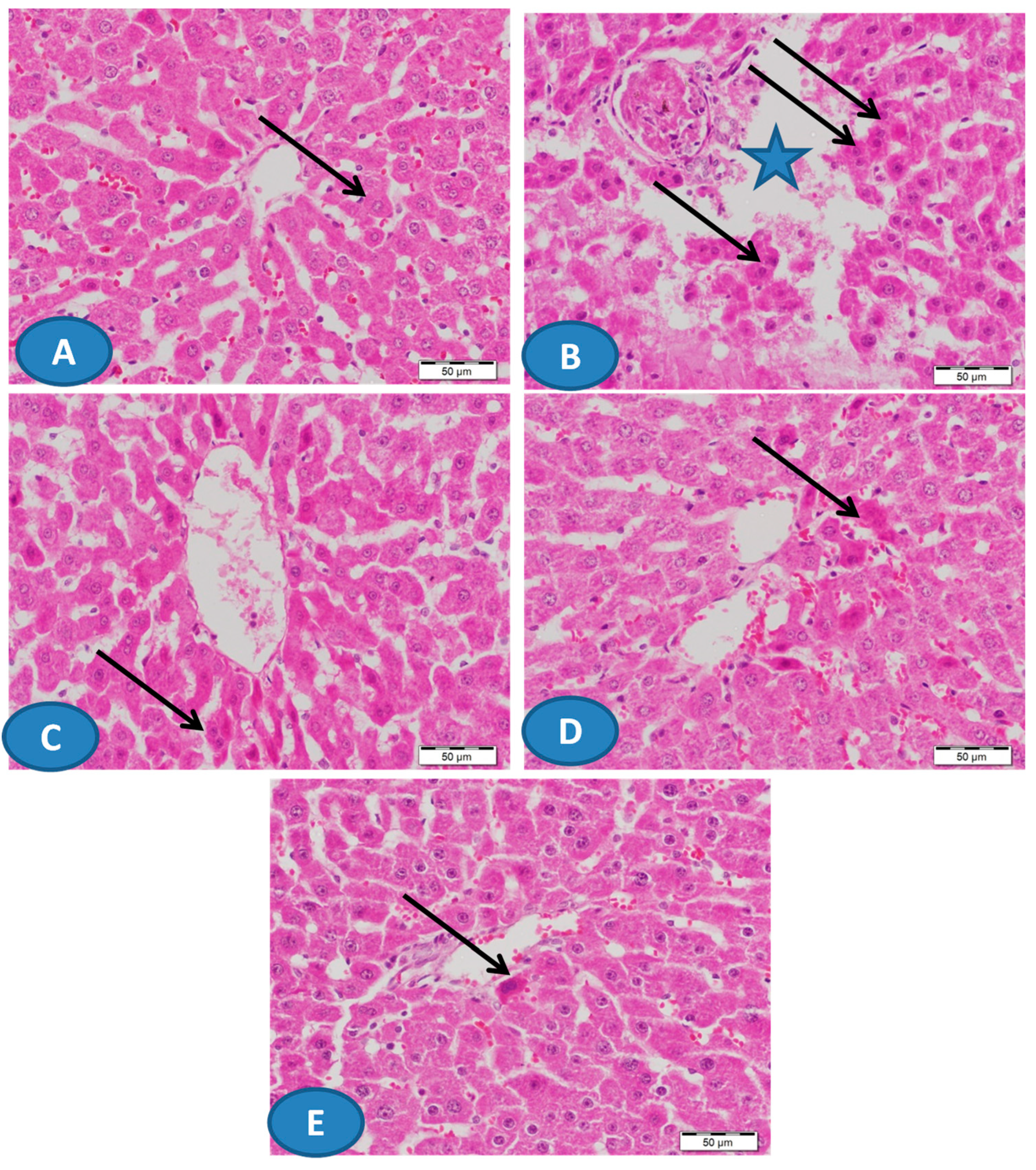 Biomolecules 09 00703 g002