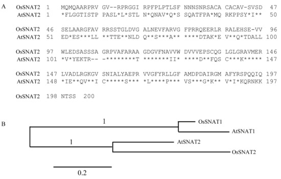 Biomolecules Free Full Text Knockout Of Arabidopsis Serotonin N Acetyltransferase 2 Reduces Melatonin Levels And Delays Flowering Html