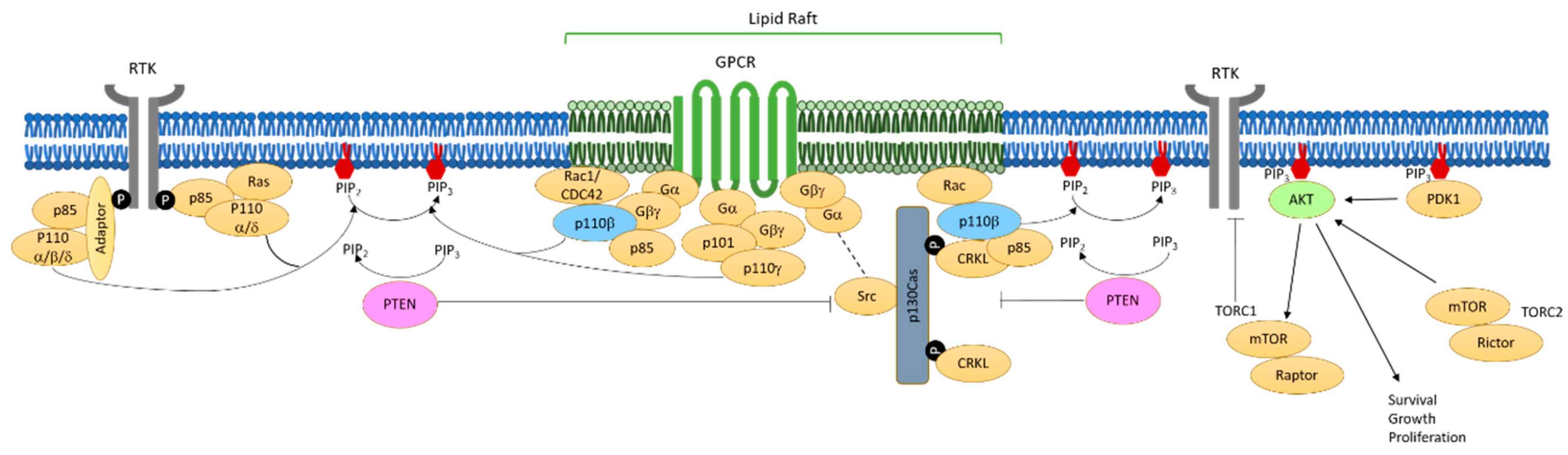 Biomolecules 09 00713 g001