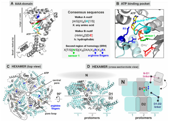 Biomolecules Special Issue a Proteins In Health And Disease Structure Physiological Function And Mechanisms Of Action Biomolecules Special Issue a Proteins In Health And Disease Structure Physiological Function And Mechanisms Of Action