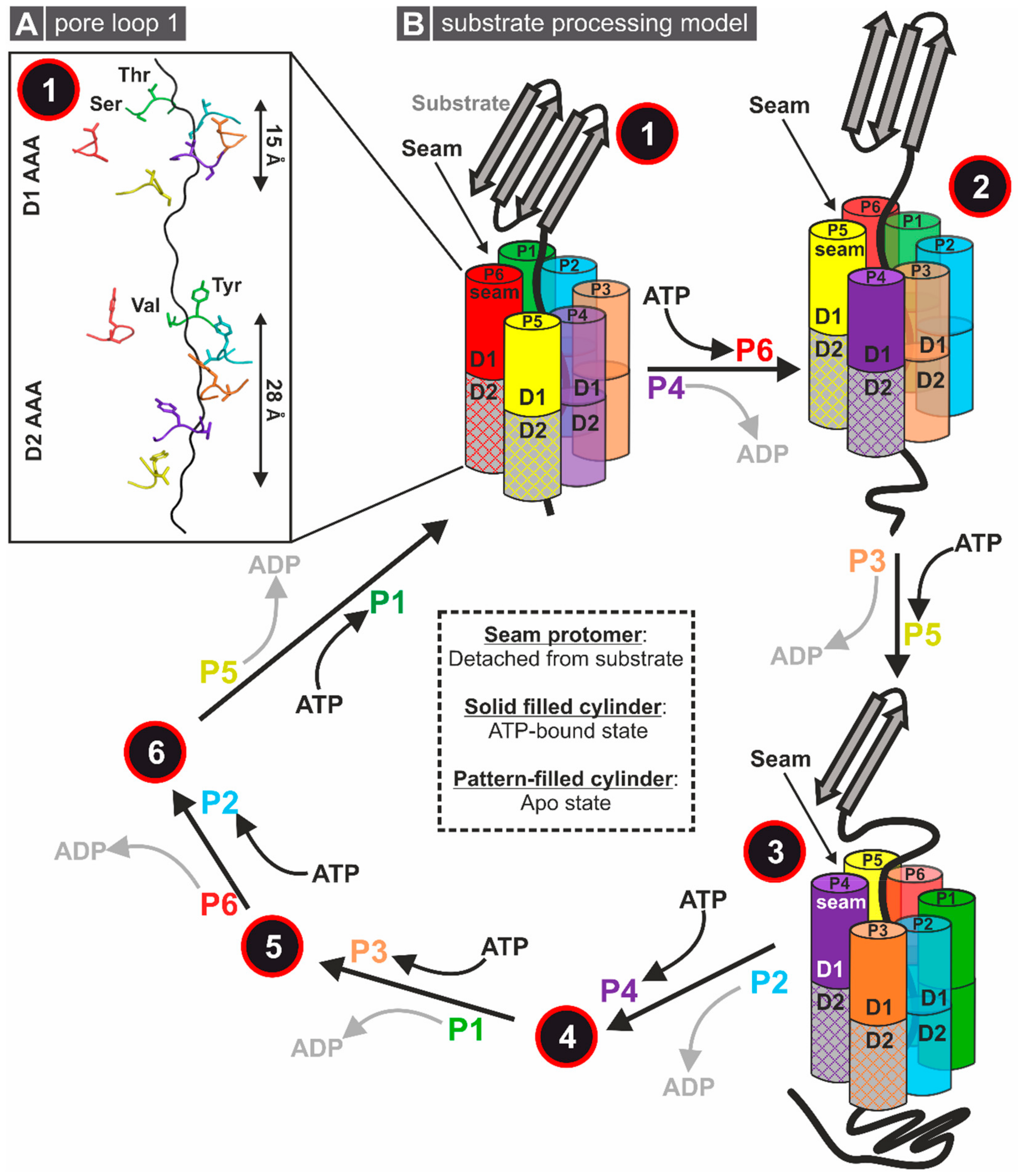 Biomolecules Free Full Text Shaping The Nascent Ribosome a Atpases In Eukaryotic Ribosome Biogenesis Html