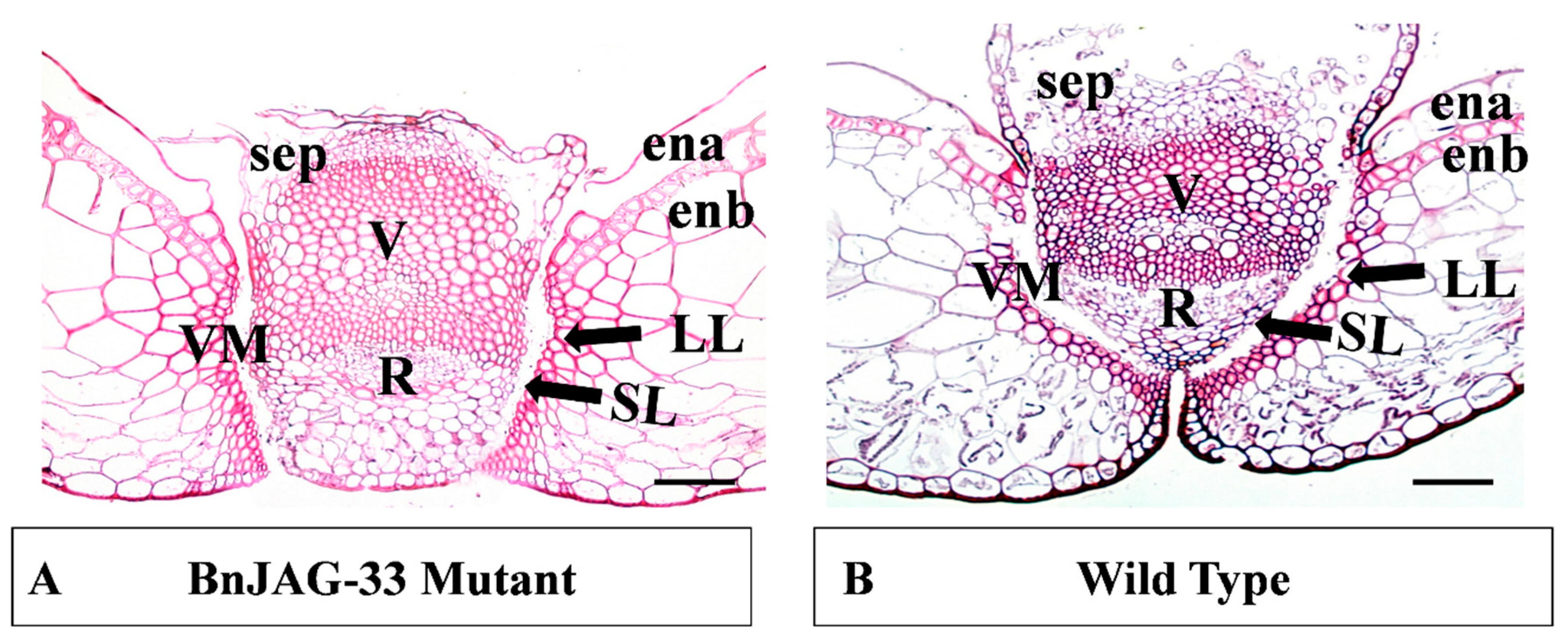 Biomolecules 09 00725 g004 Biomolecules 09 00725 g004