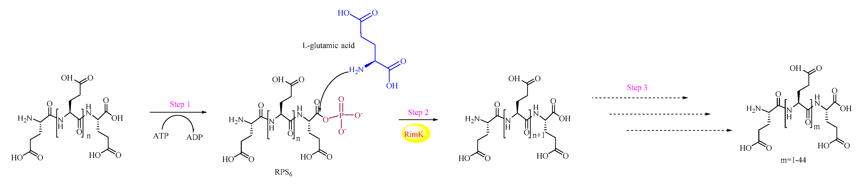 Biomolecules 09 00733 g007 Biomolecules 09 00733 g007