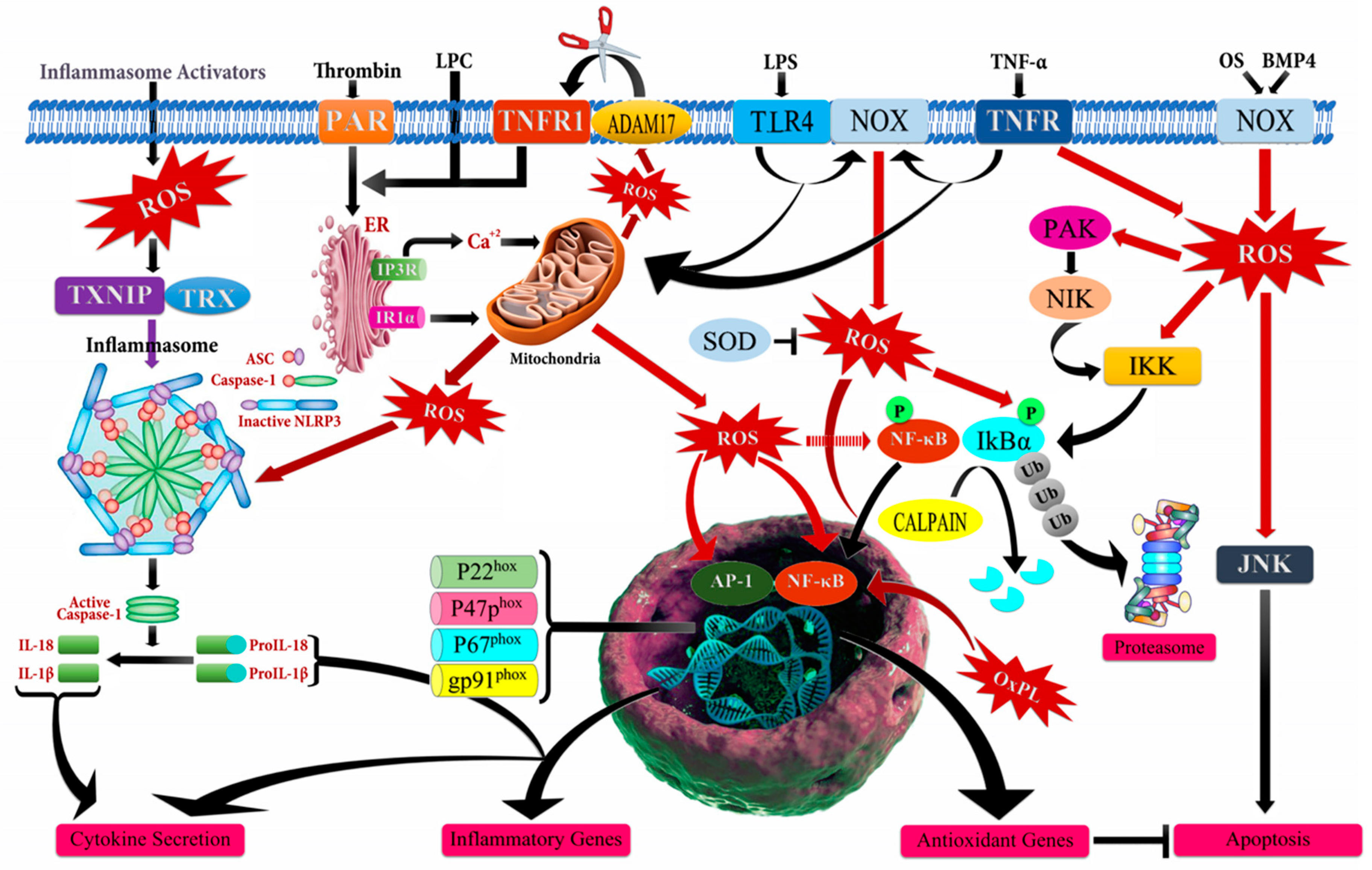 Biomolecules 09 00735 g002 Biomolecules 09 00735 g002