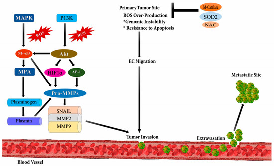 Role of Reactive Oxygen Species in Cancer Progression