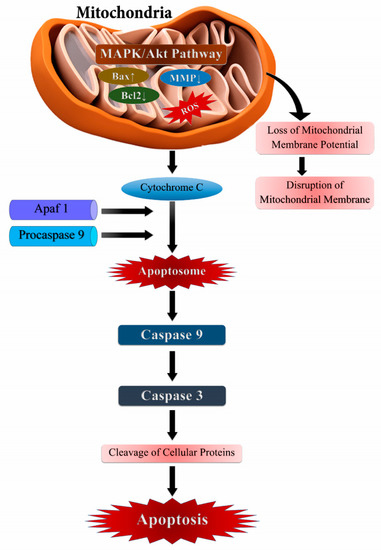 Role of Reactive Oxygen Species in Cancer Progression