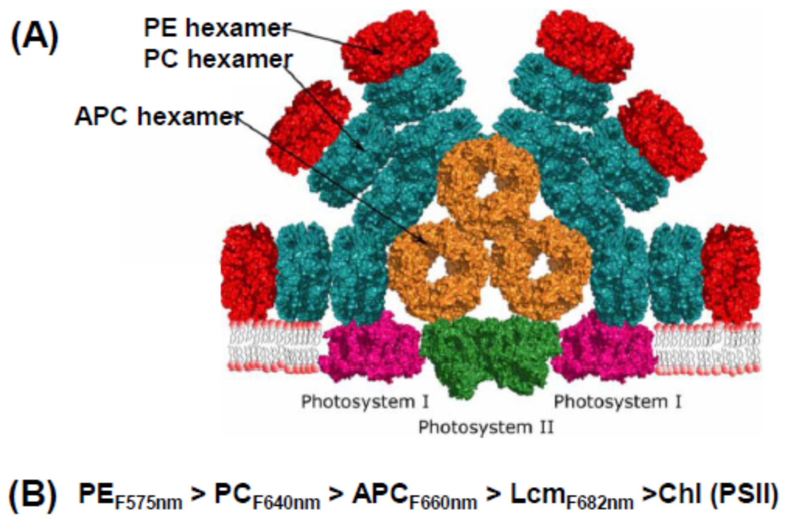 Biomolecules 09 00748 g002