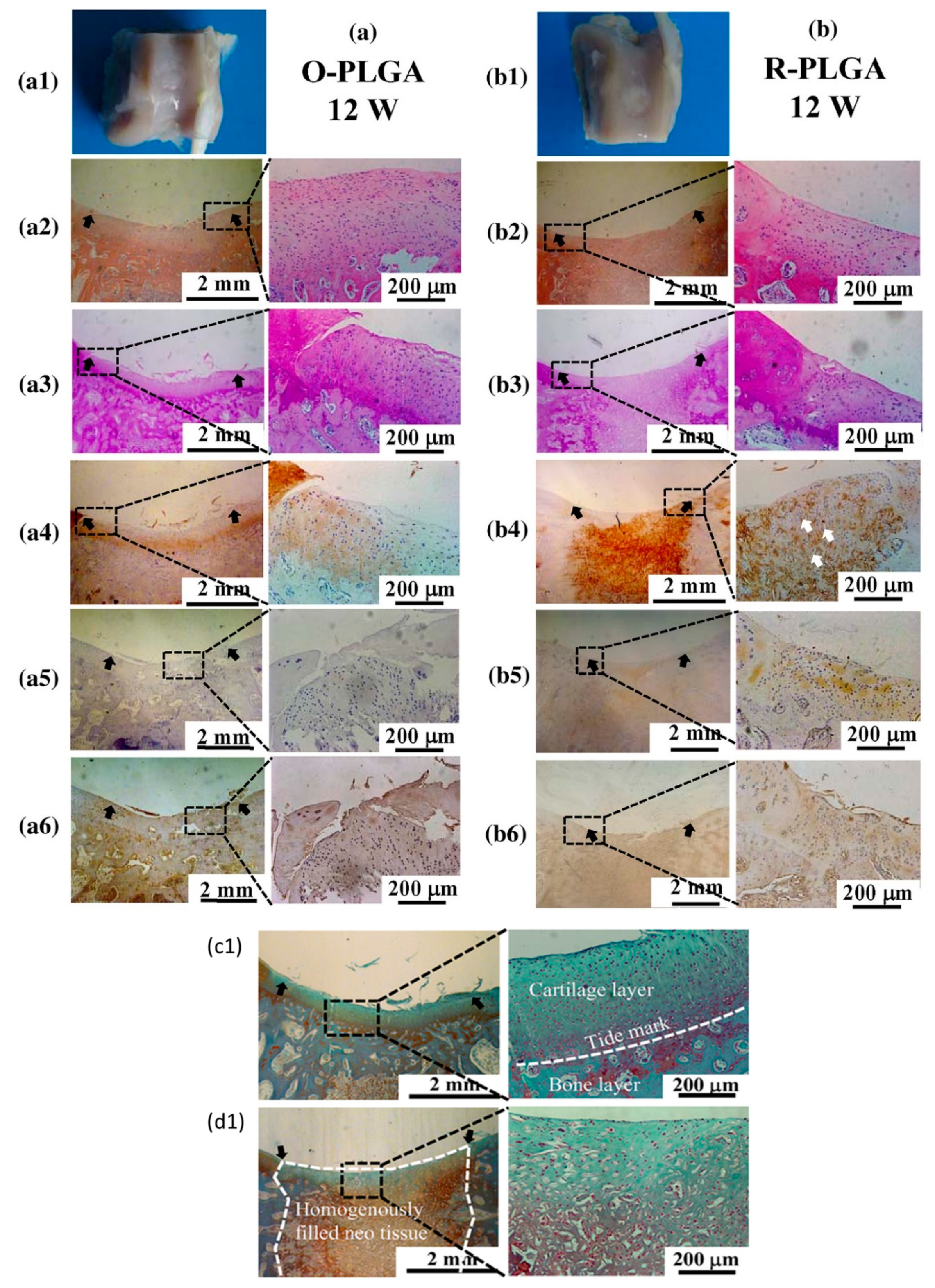 Biomolecules 09 00750 g004 Biomolecules 09 00750 g004