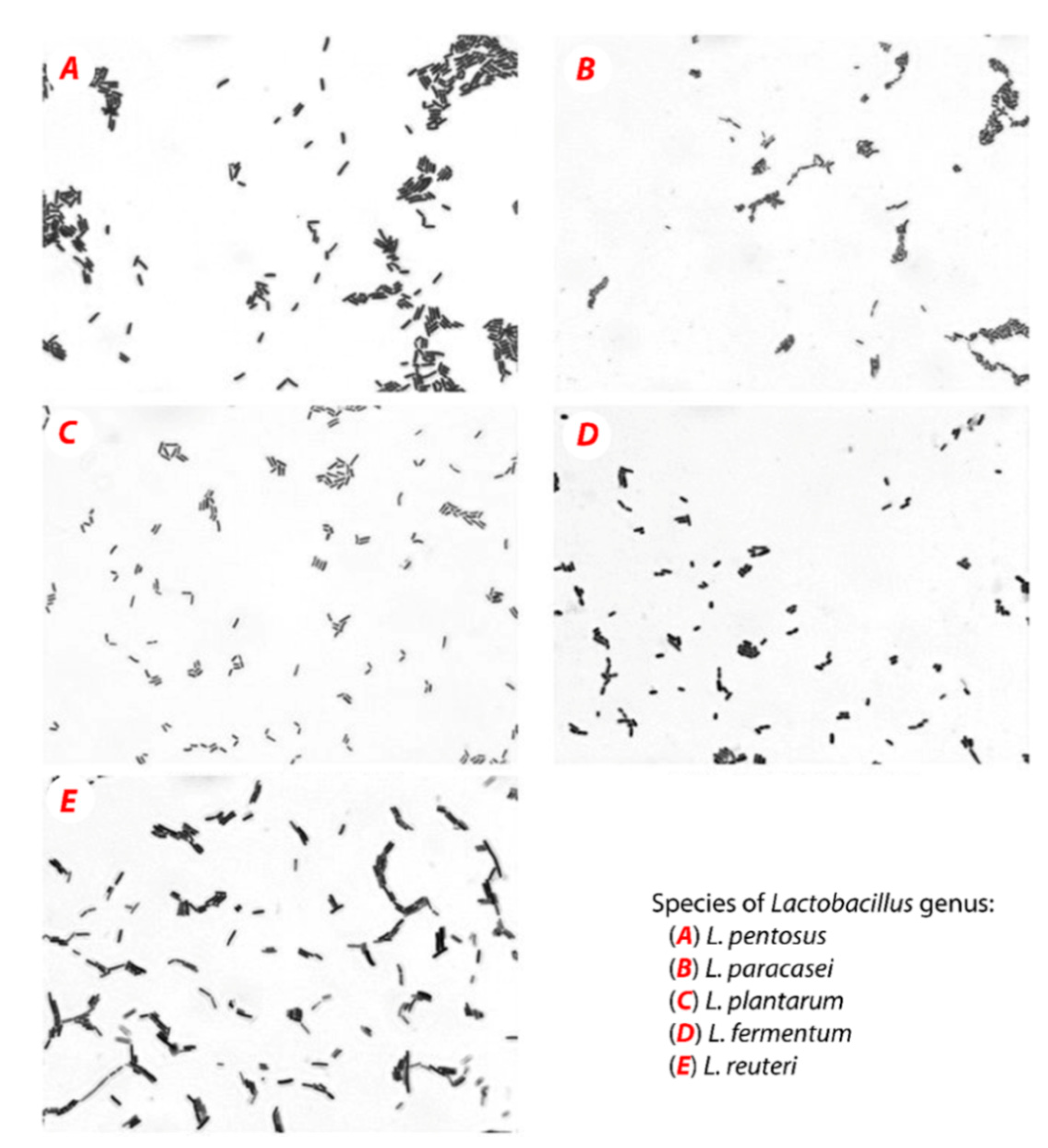 Biomolecules 09 00752 g001